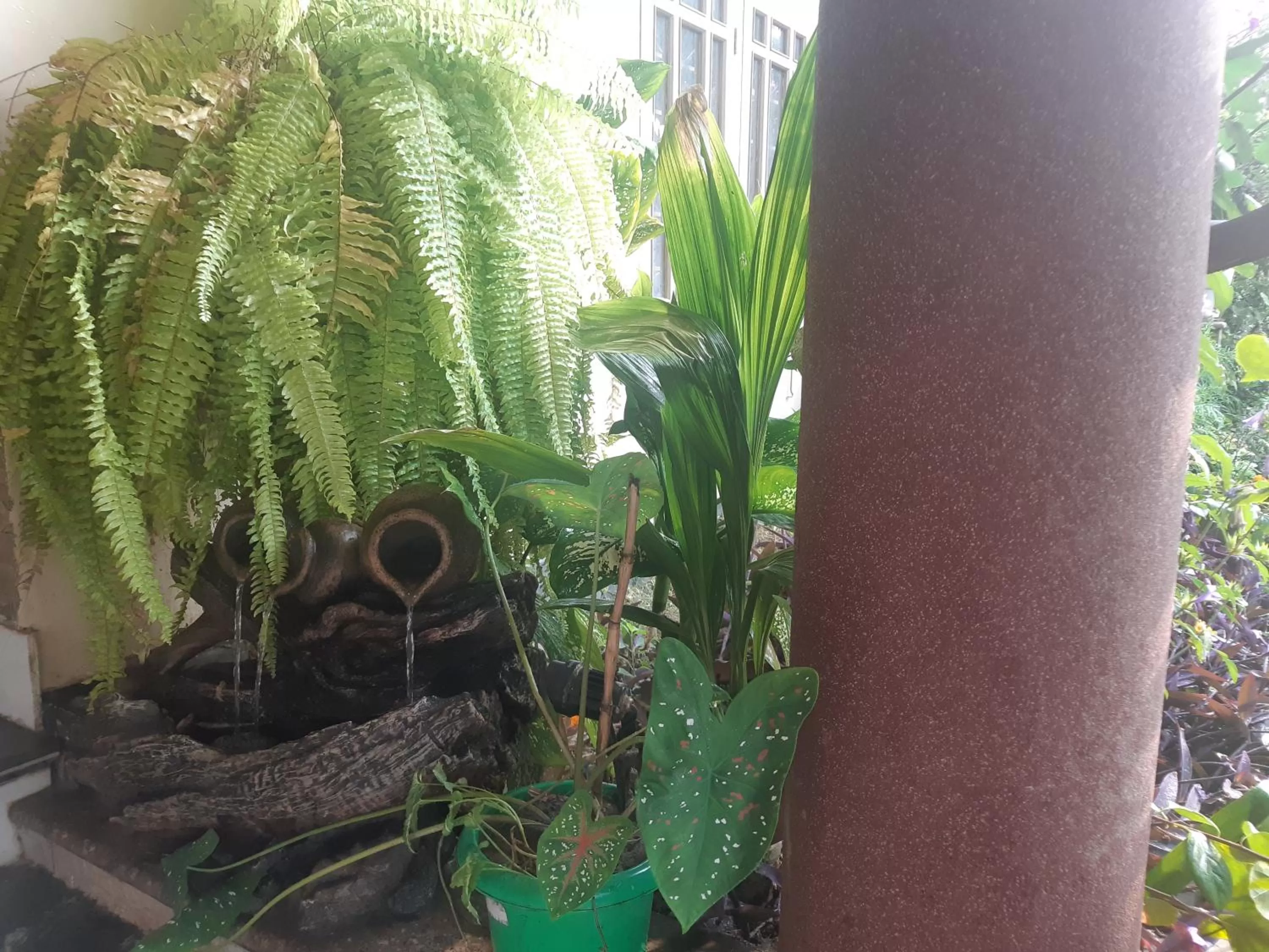 Garden in Bougainvillea