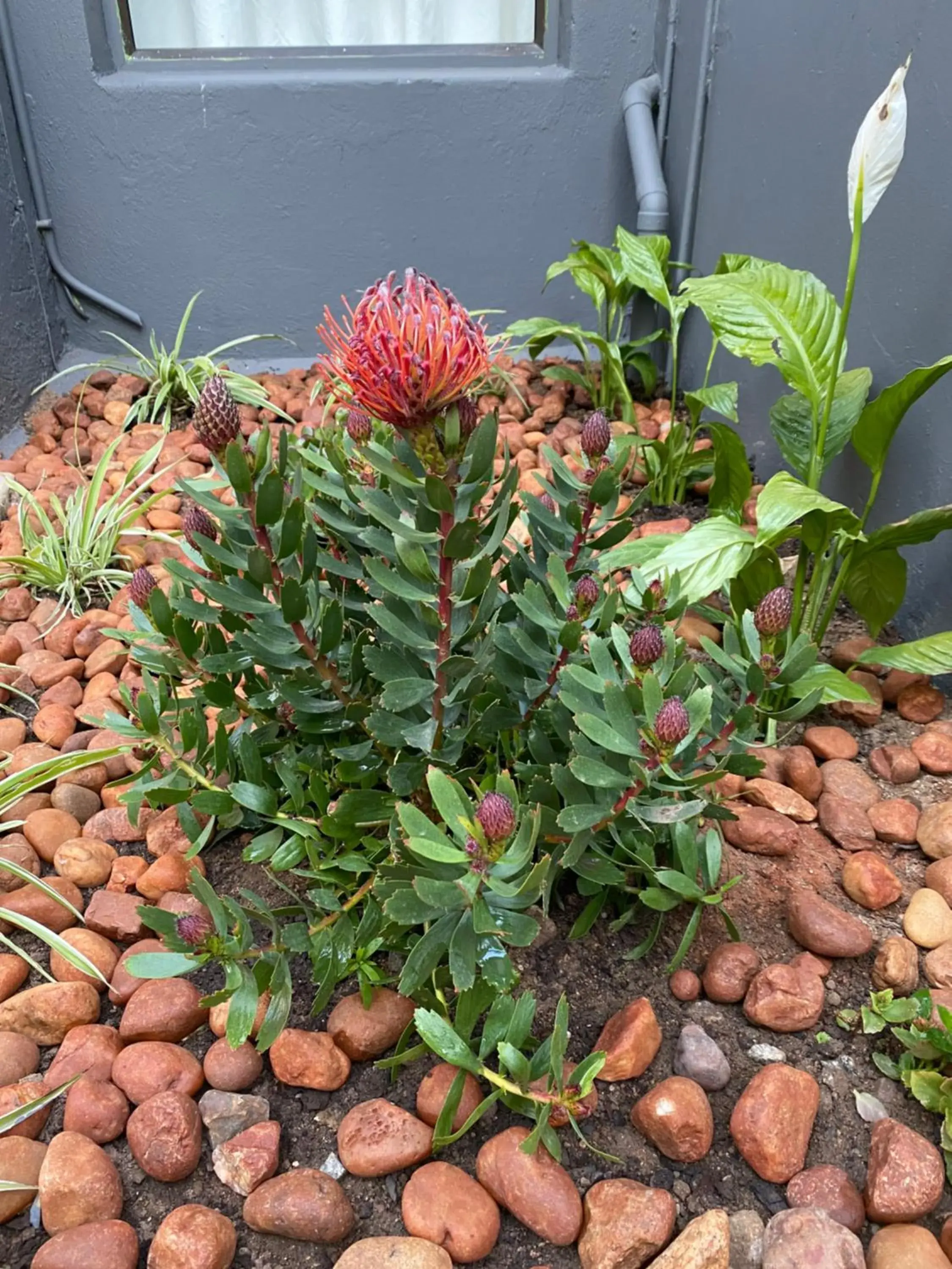 Garden in Marion Lodge