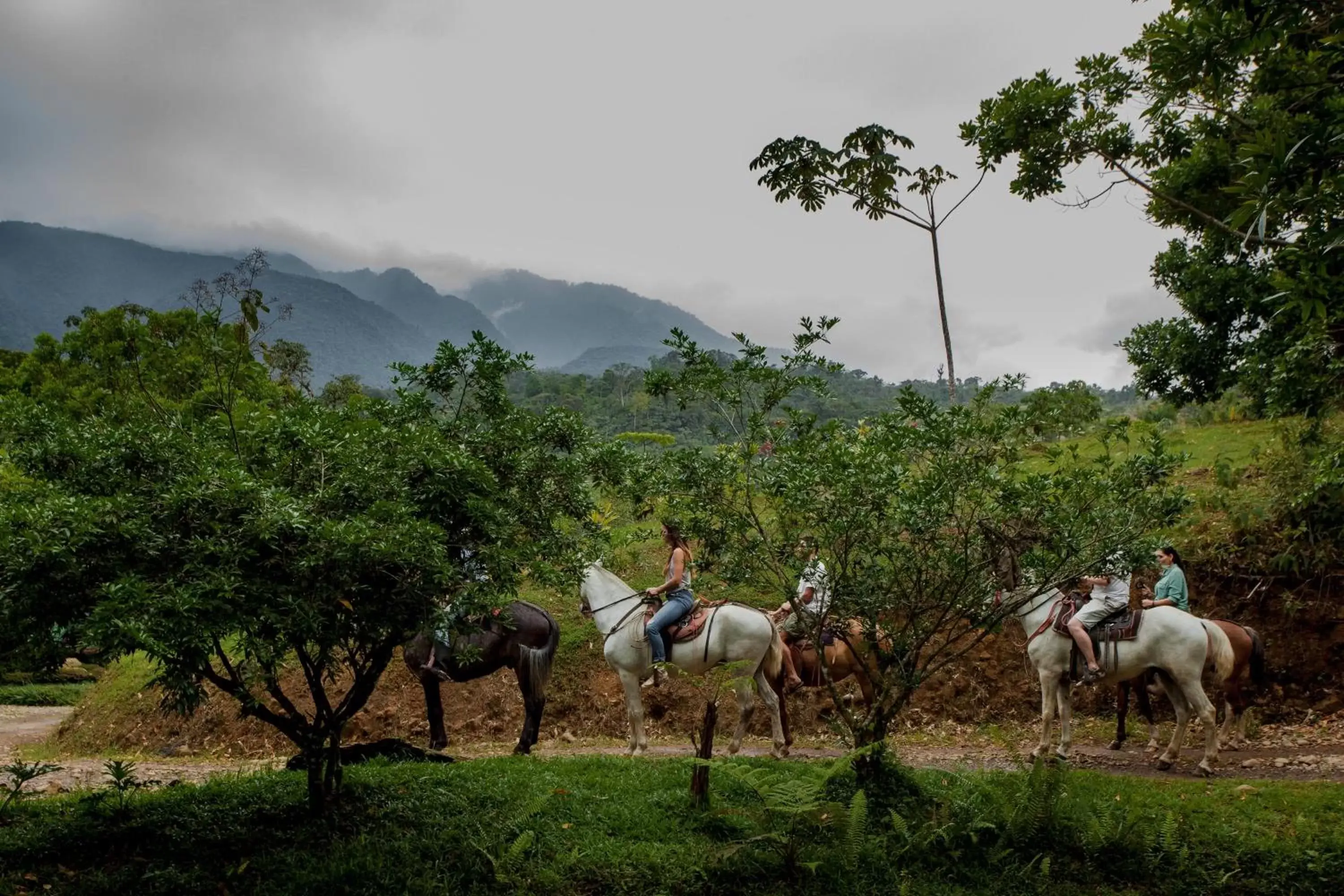 Horse-riding, Other Animals in Ecolirios Boutique Hotel and Spa