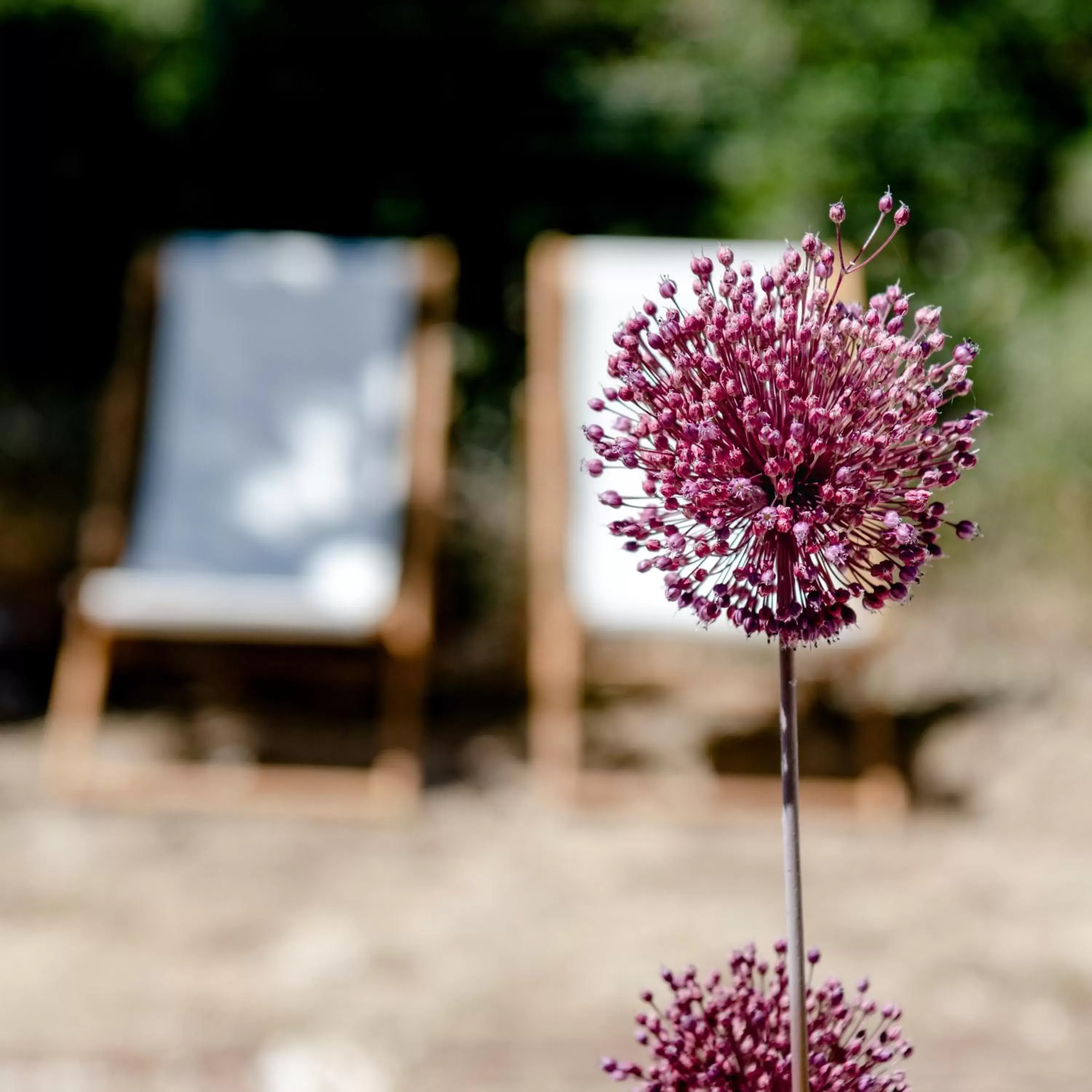 Garden in HôTEL LES VOLETS ROUGES - CASSIS