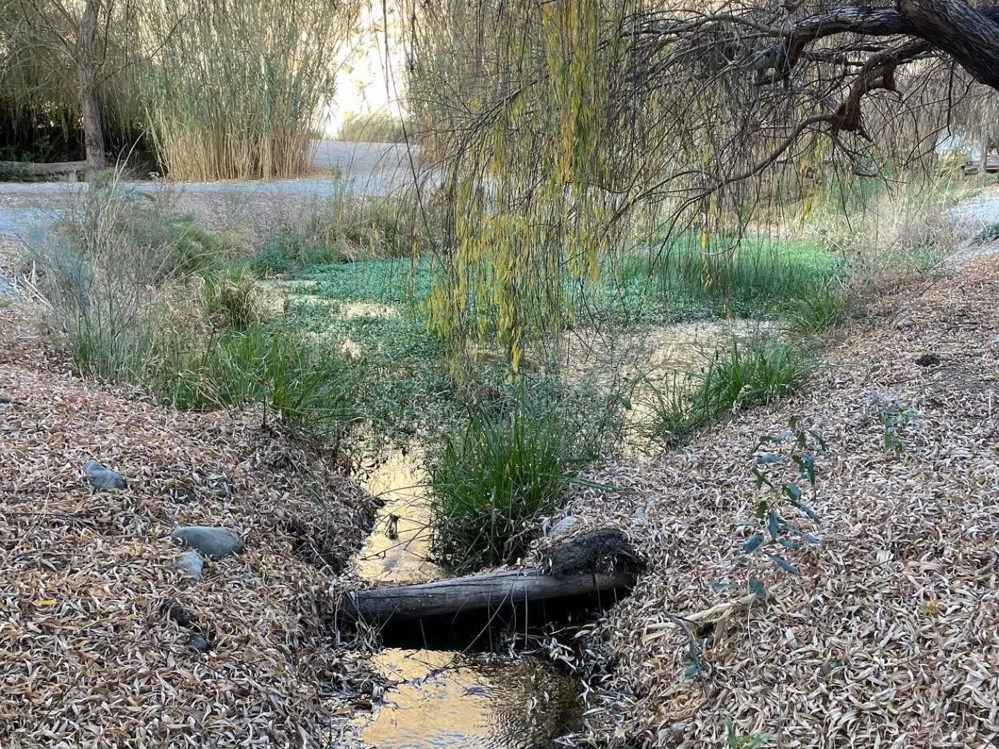 Other Animals in Glamping Miraflores