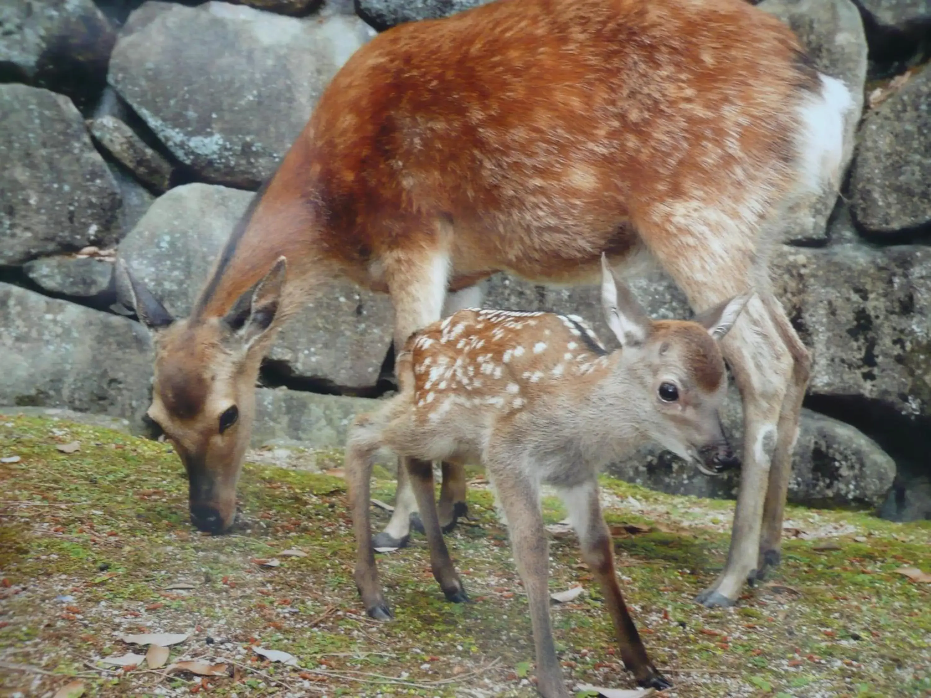 Other, Other Animals in Miyajima Hotel Makoto