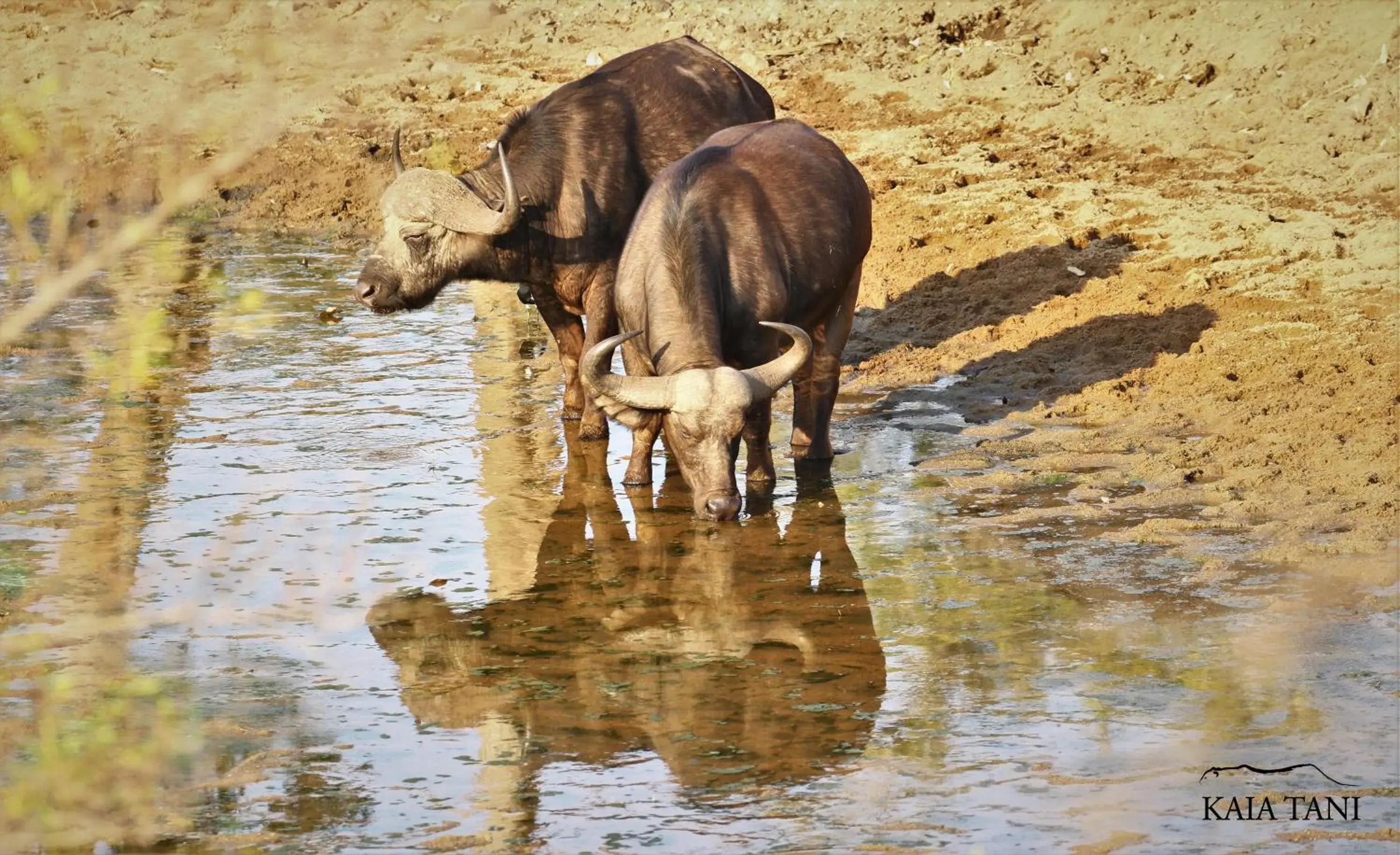 Animals in Kaia Tani