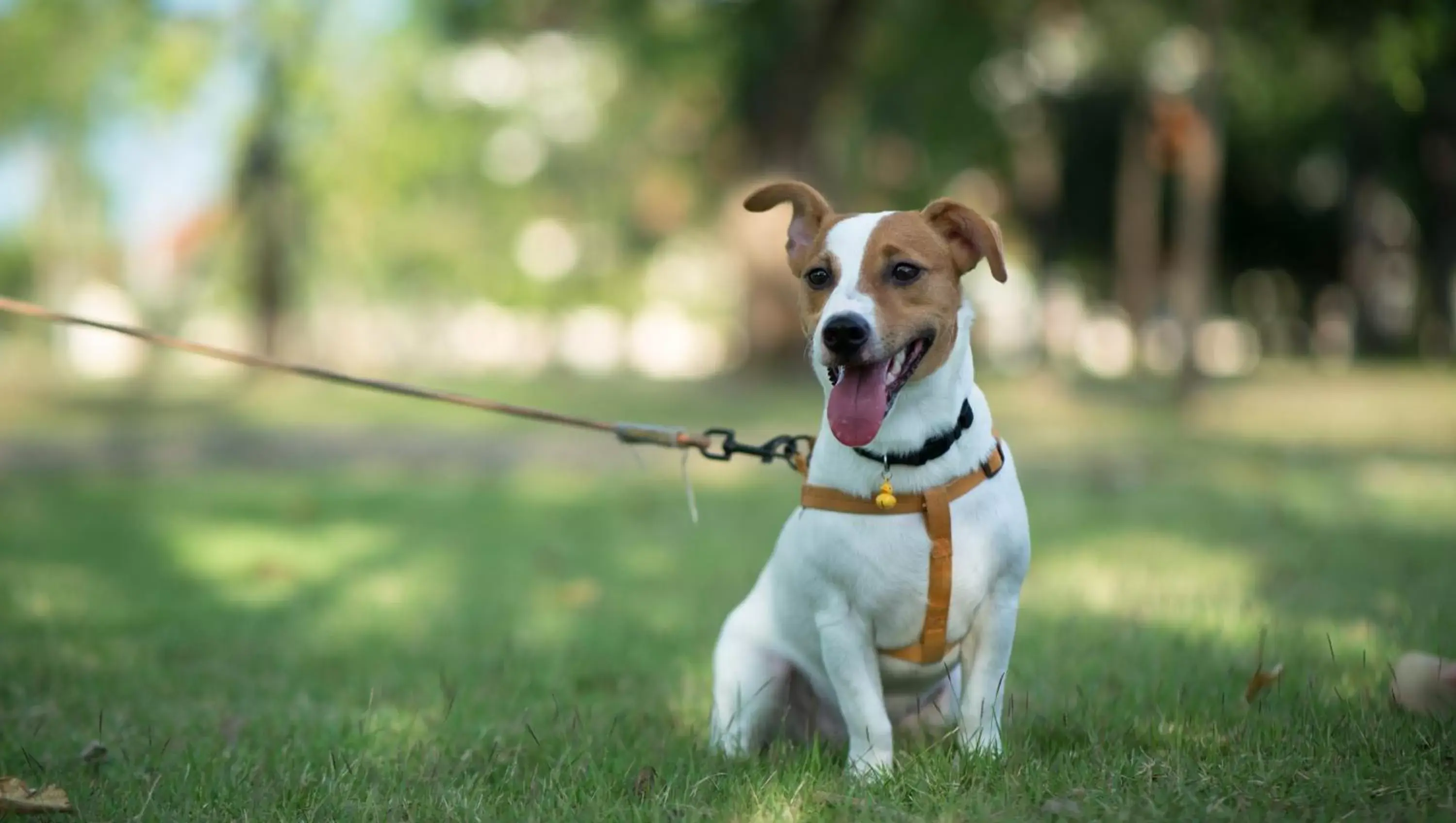 Pets in Magnuson Hotel West Liberty