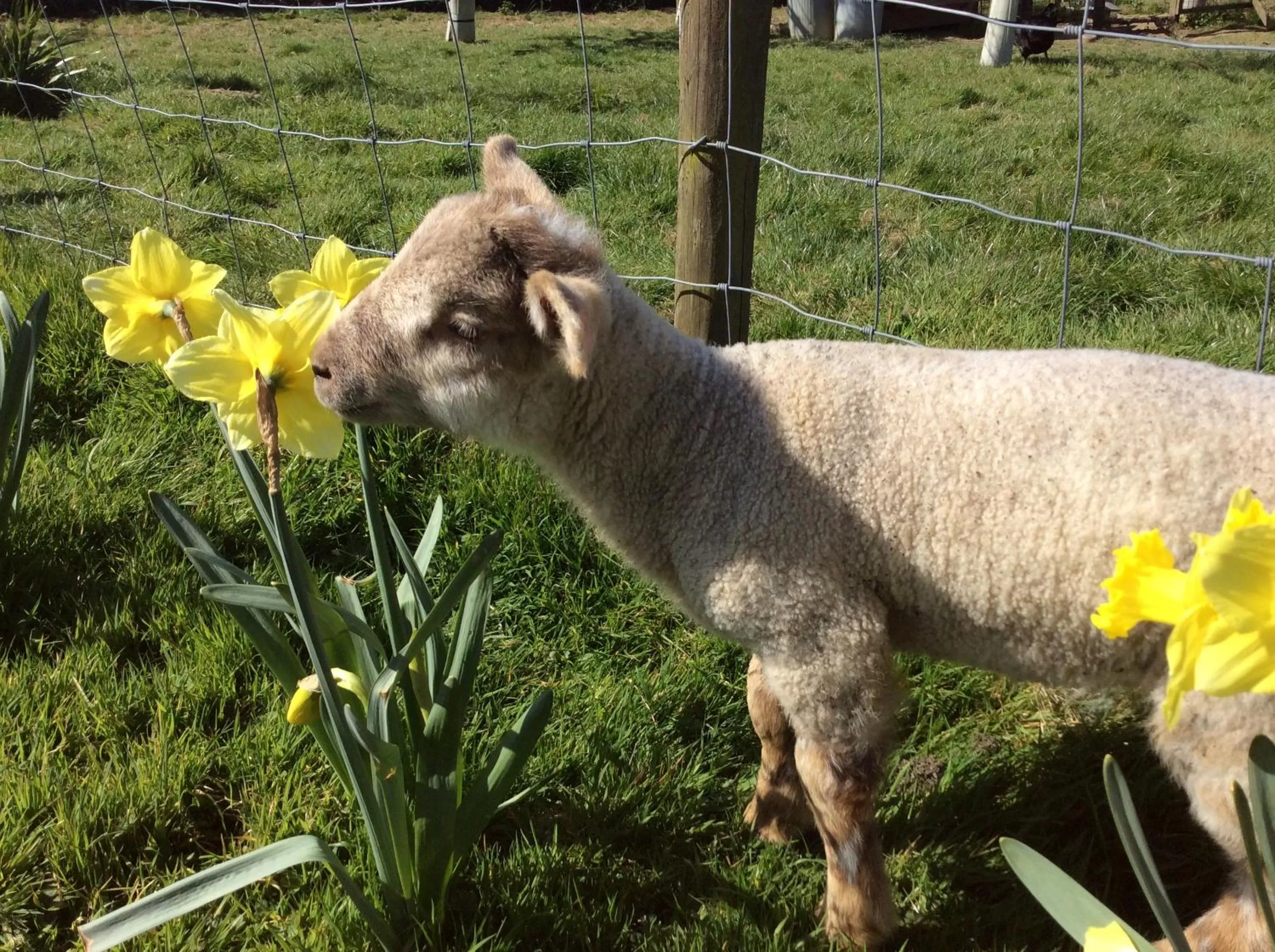 Pets in Copse Gate Farm