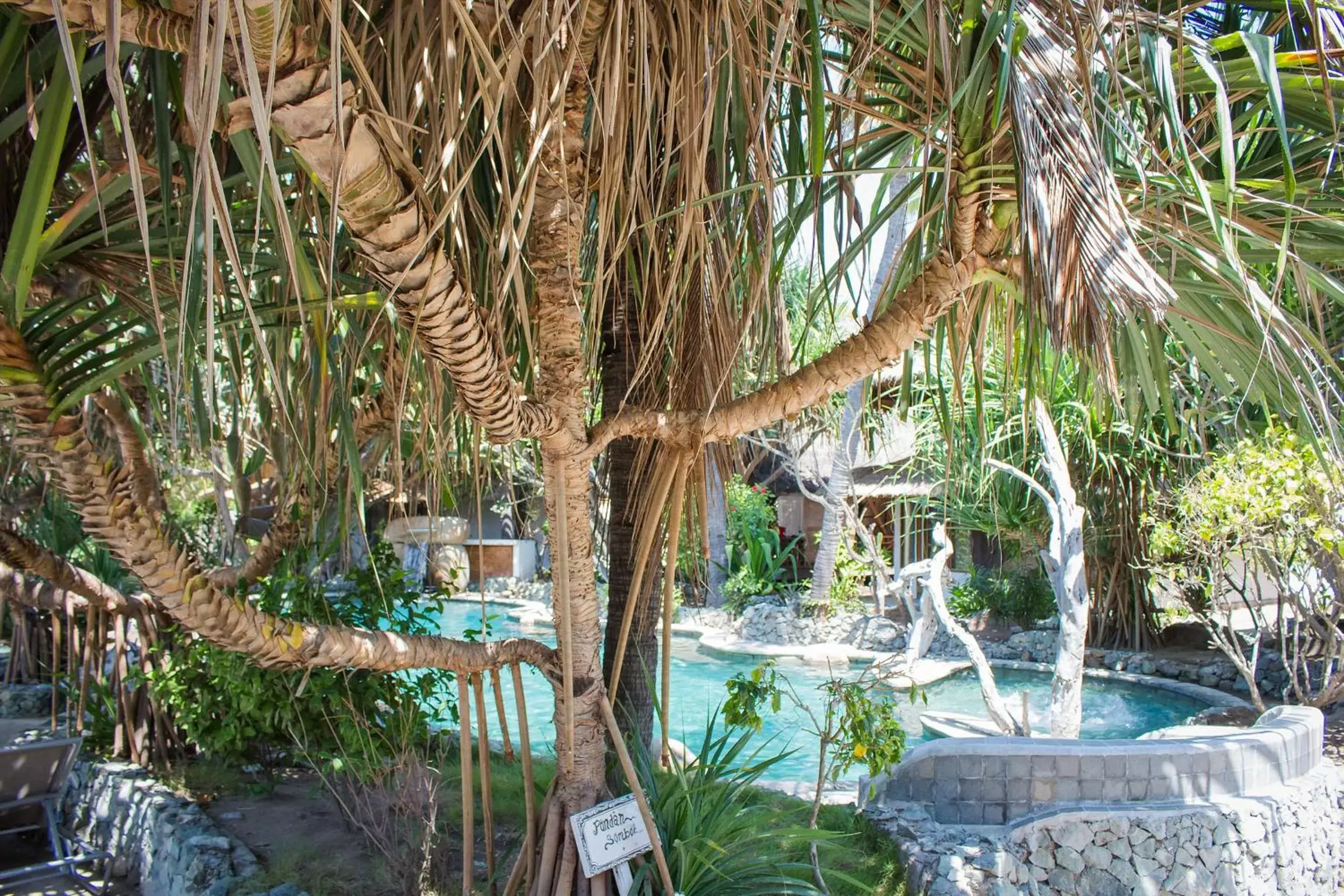 Garden, Swimming Pool in Sunrise Resort