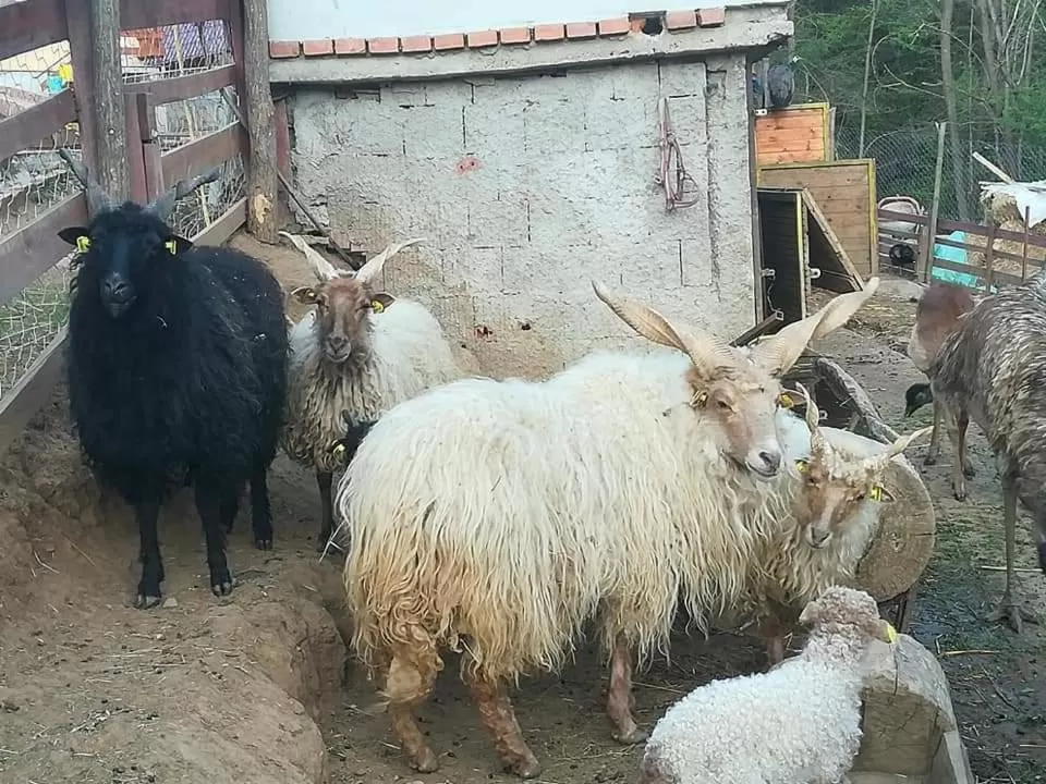 Etno selo Vile Jefimija, selo Preobrazenje, Vranje