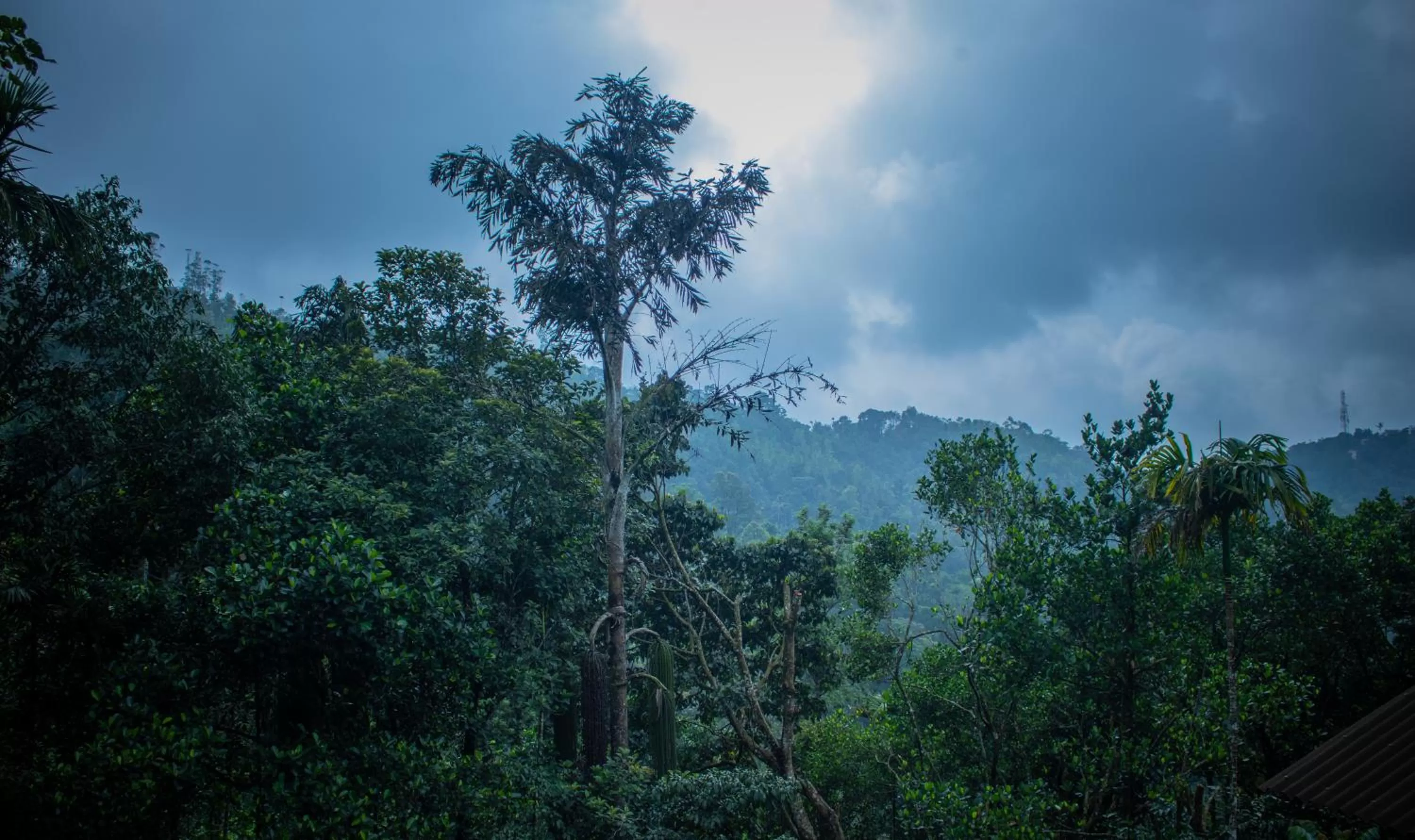 Natural landscape in Edens Munnar