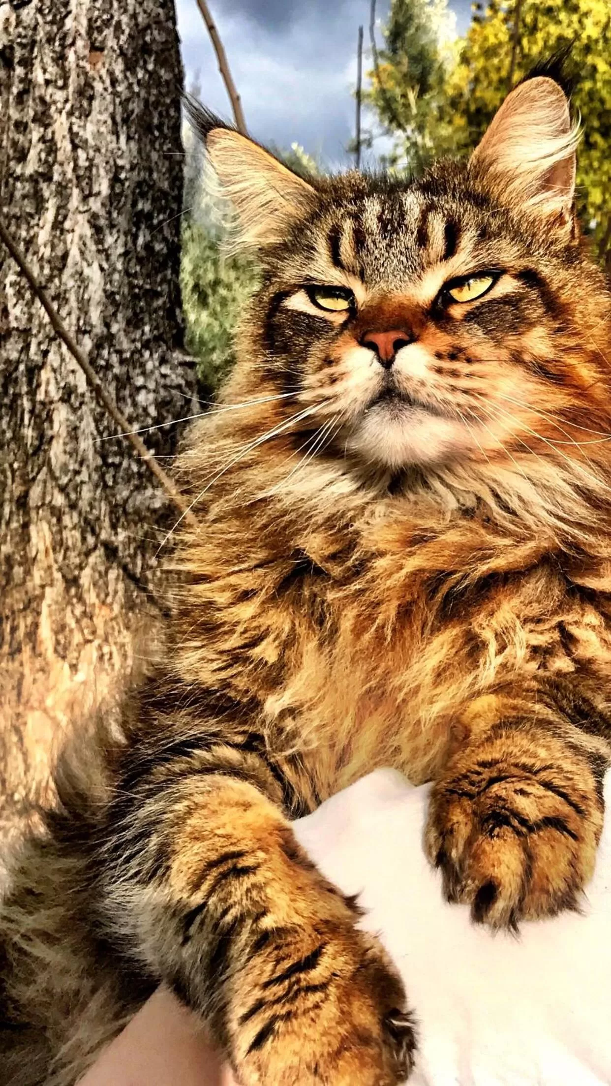 Animals in The Inn on Knowles Hill Bed & Breakfast Hotel