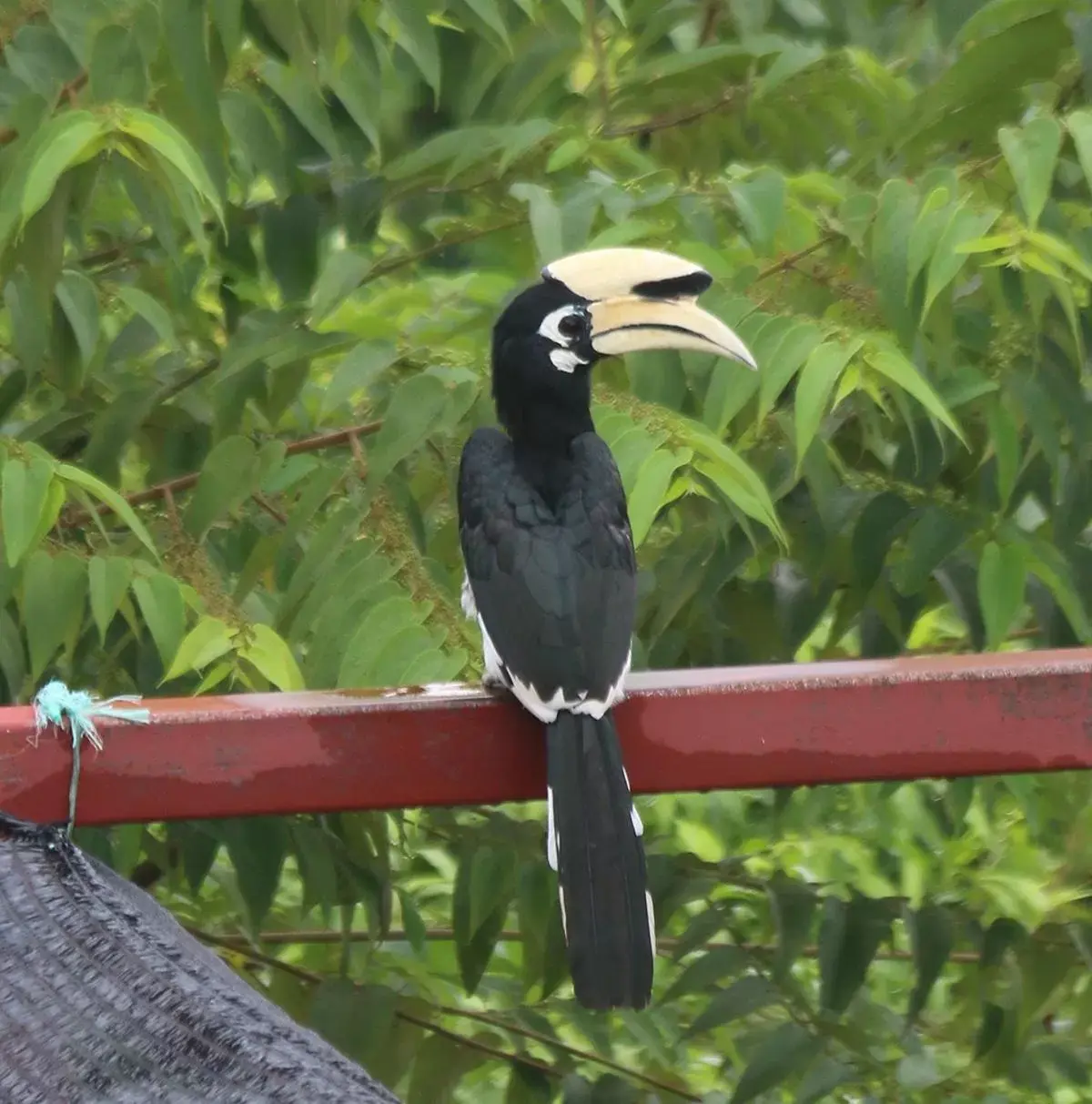 Other Animals in Veranda Nautica