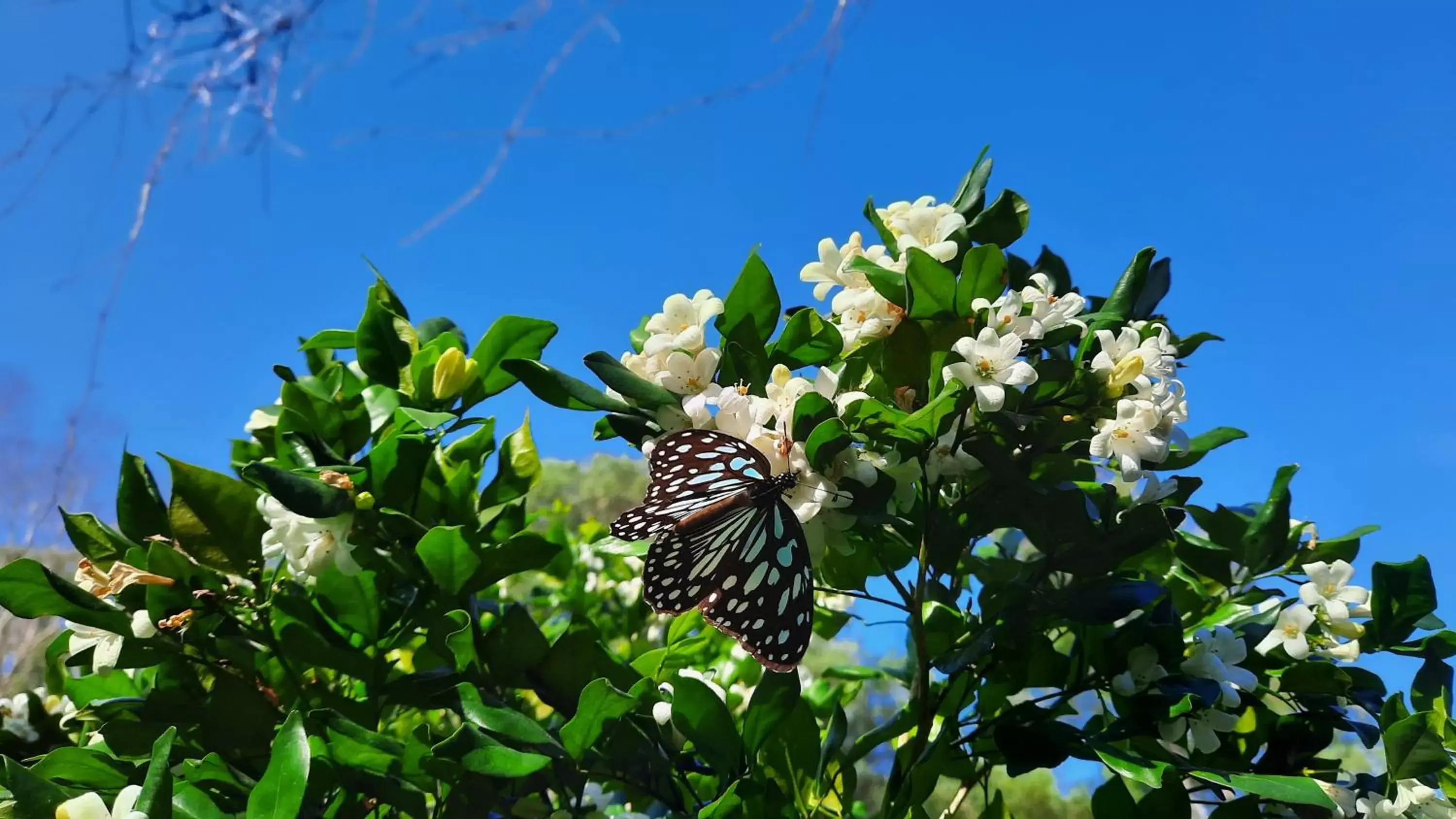 Natural landscape, Other Animals in Wildland Resort