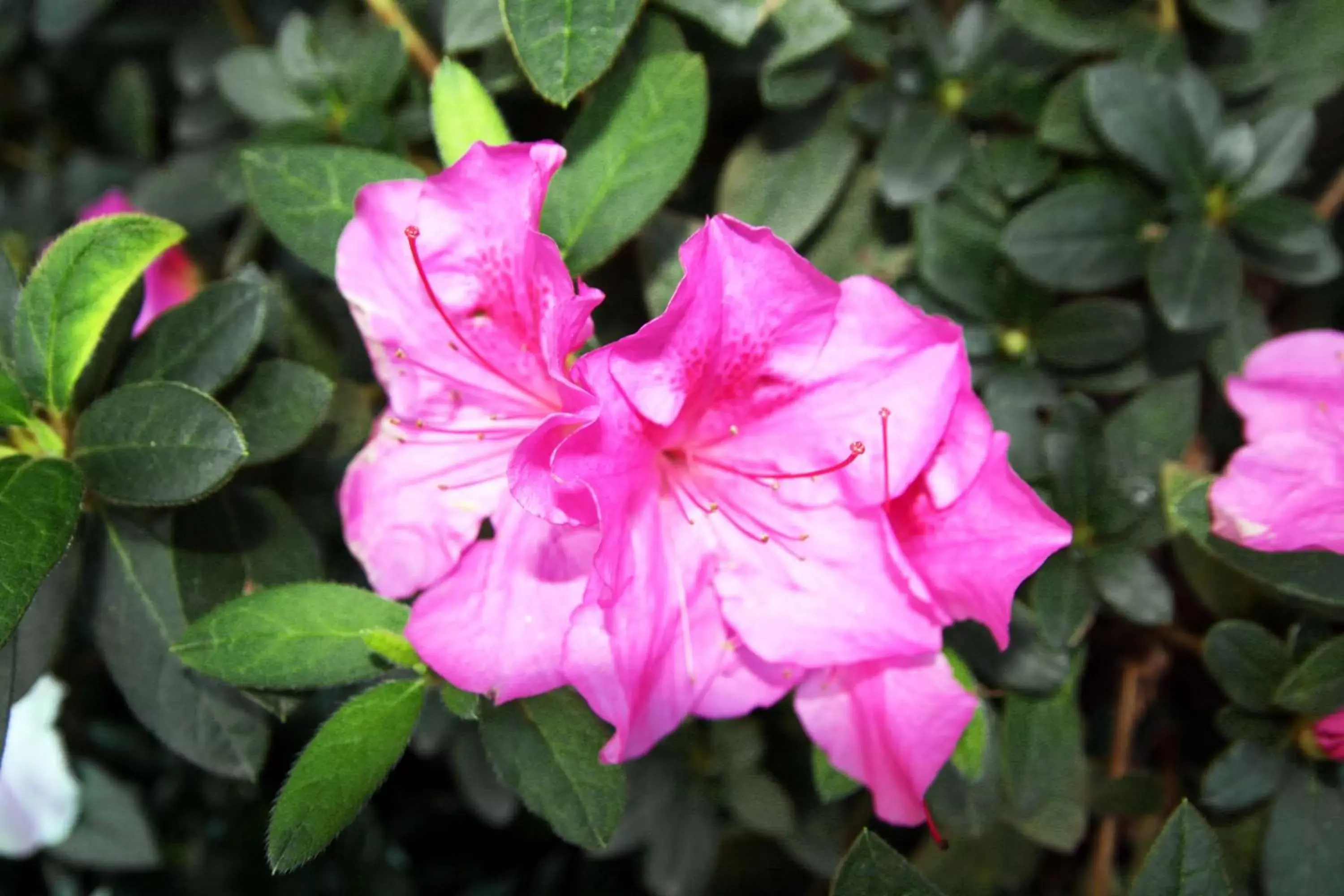 Garden in Hampton Inn Birmingham/Mountain Brook