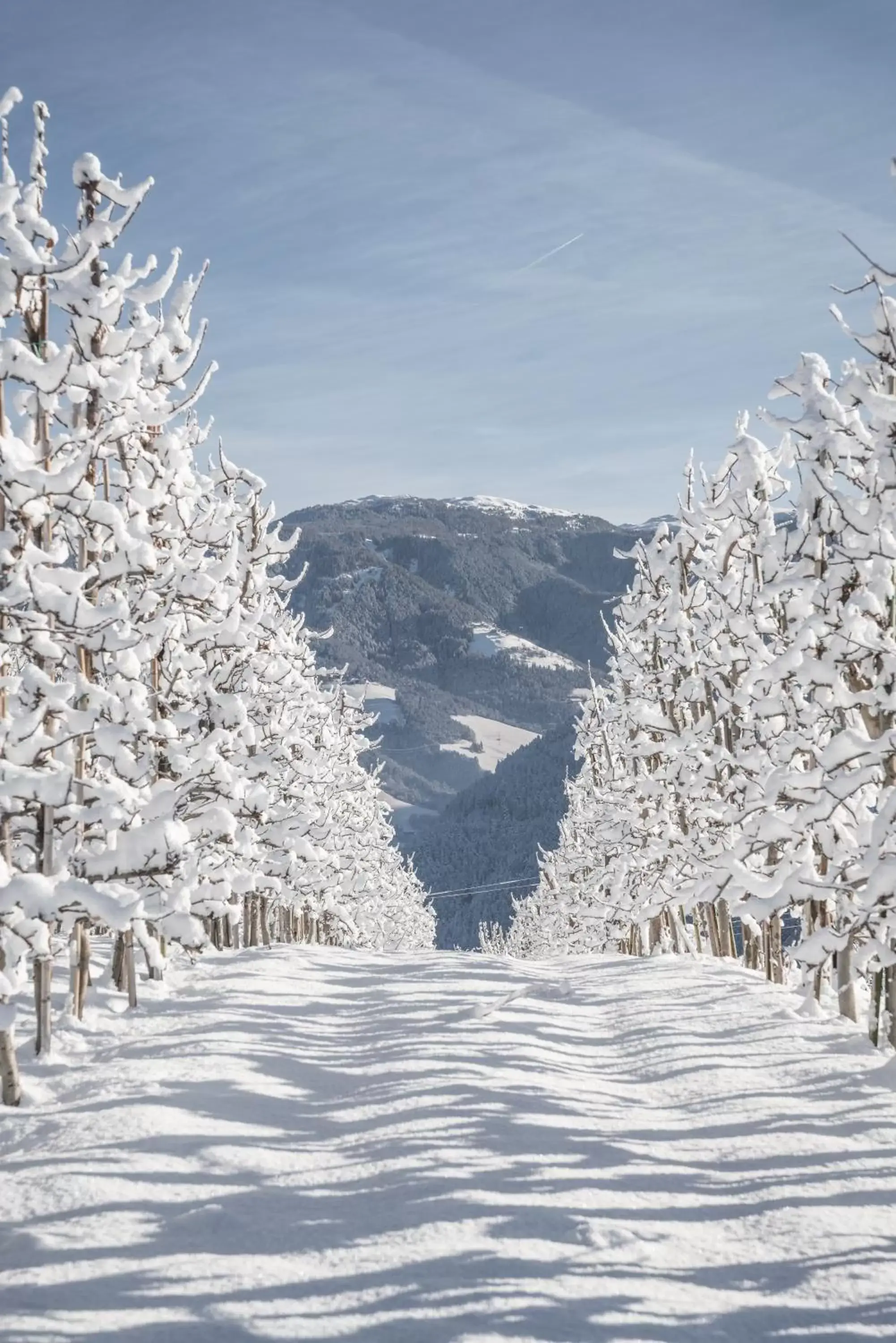 Natural landscape, Winter in Hotel Waldheim