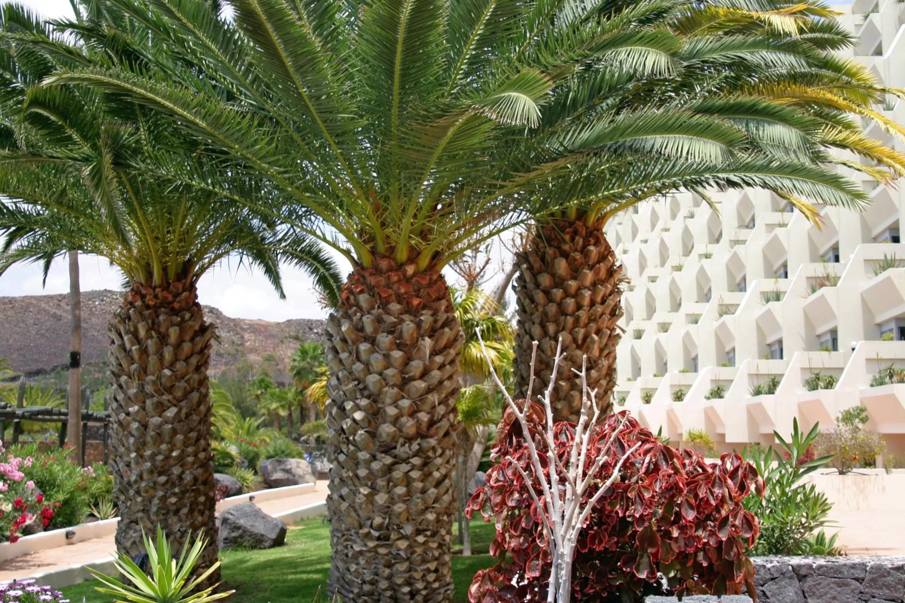 Garden in Beatriz Costa & Spa