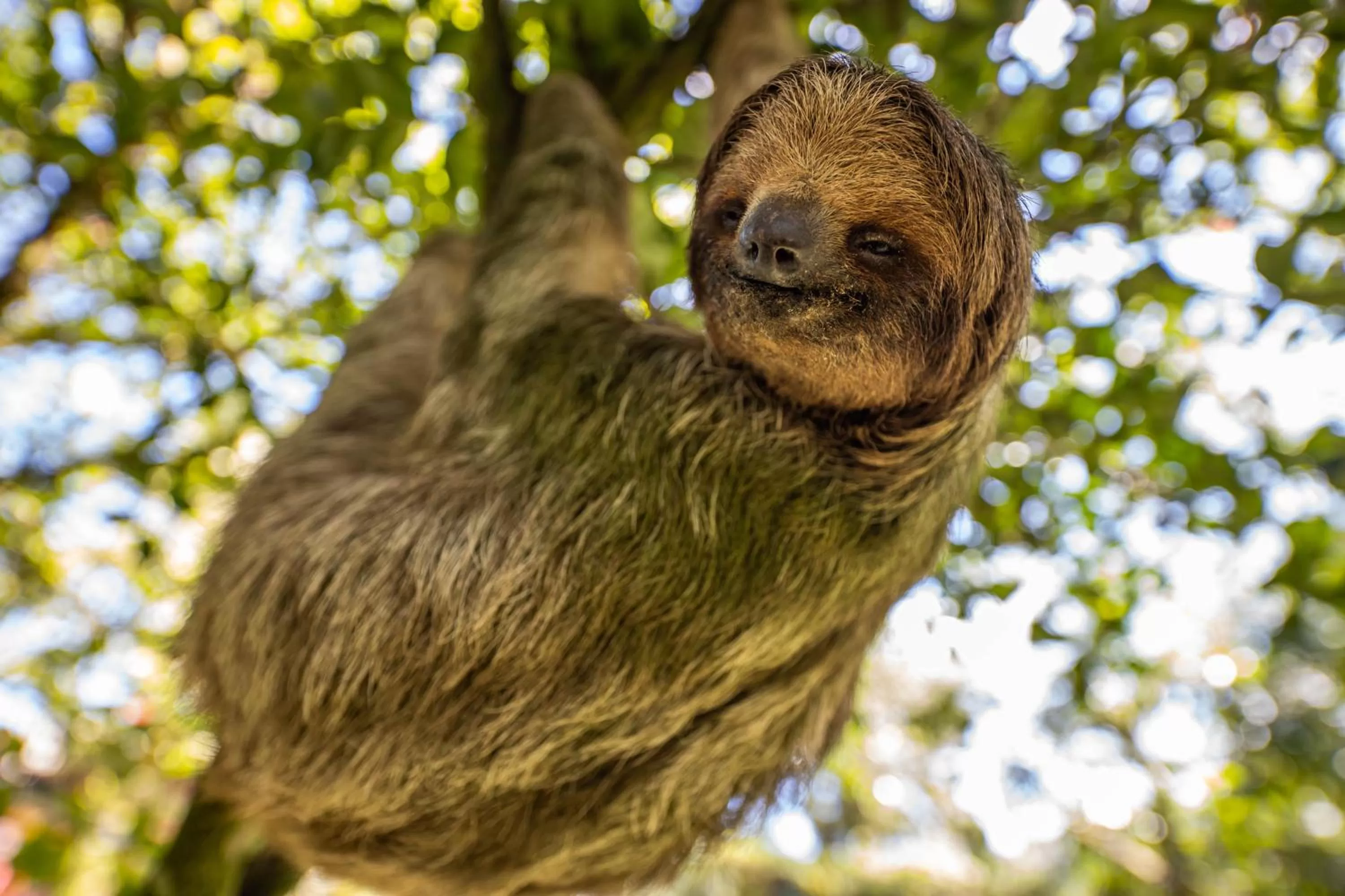 Animals in Noah's Forest Hotel by Tifakara