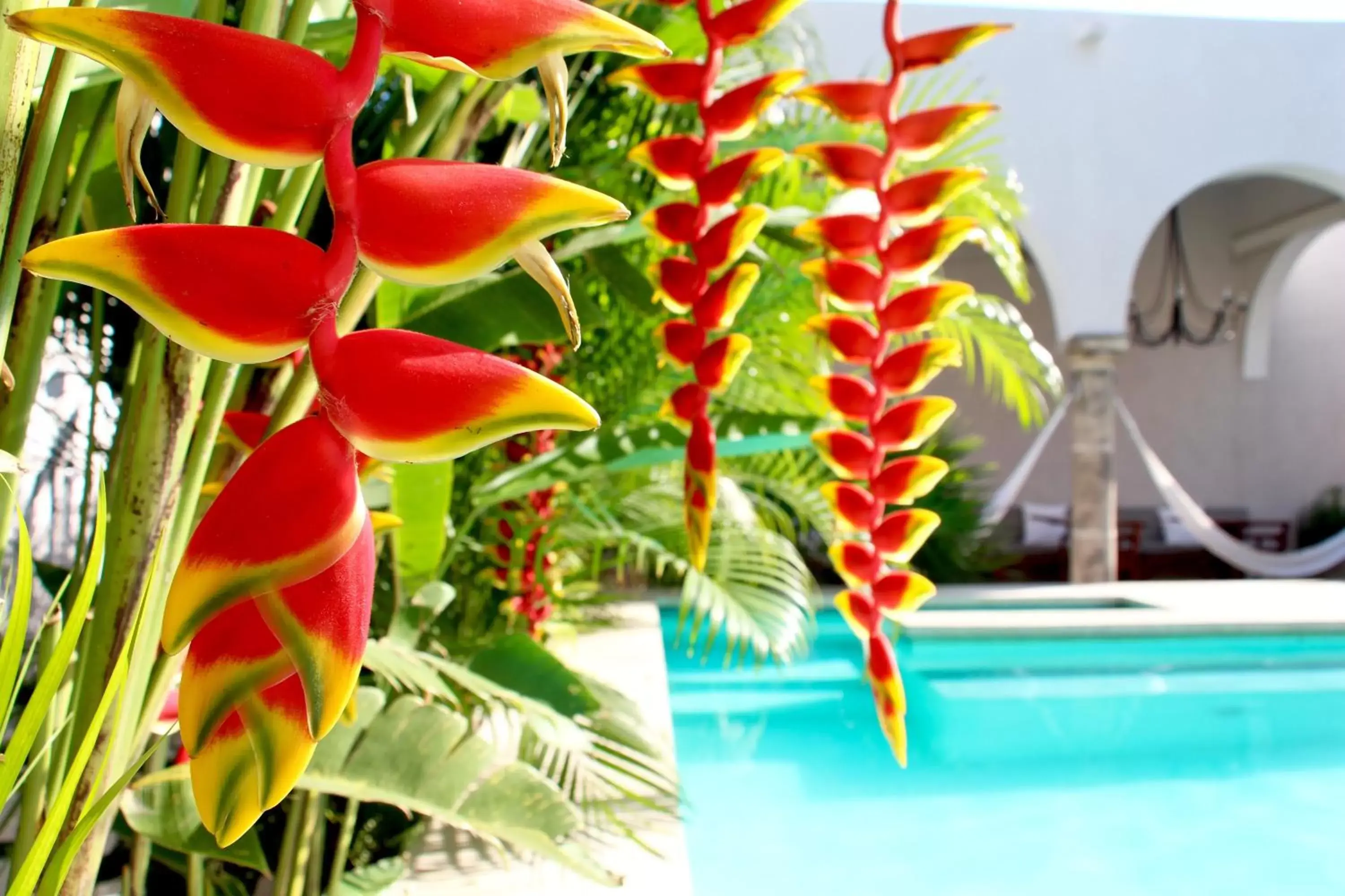 Swimming Pool in The Diplomat Boutique Hotel