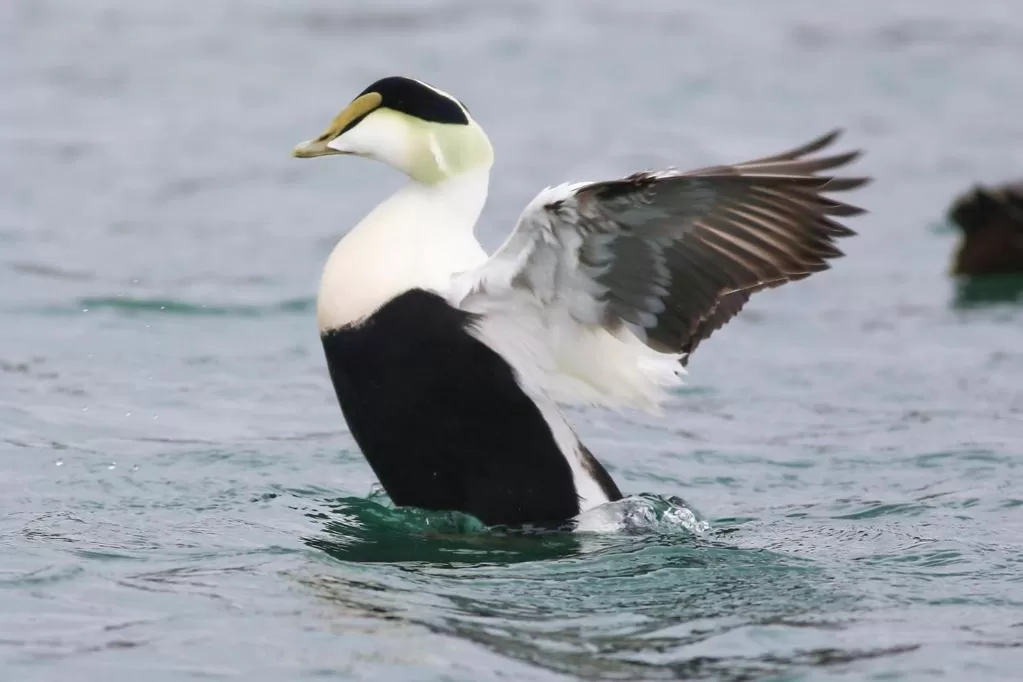 Animals, Other Animals in Herring Run Motel and Tiny Cabins