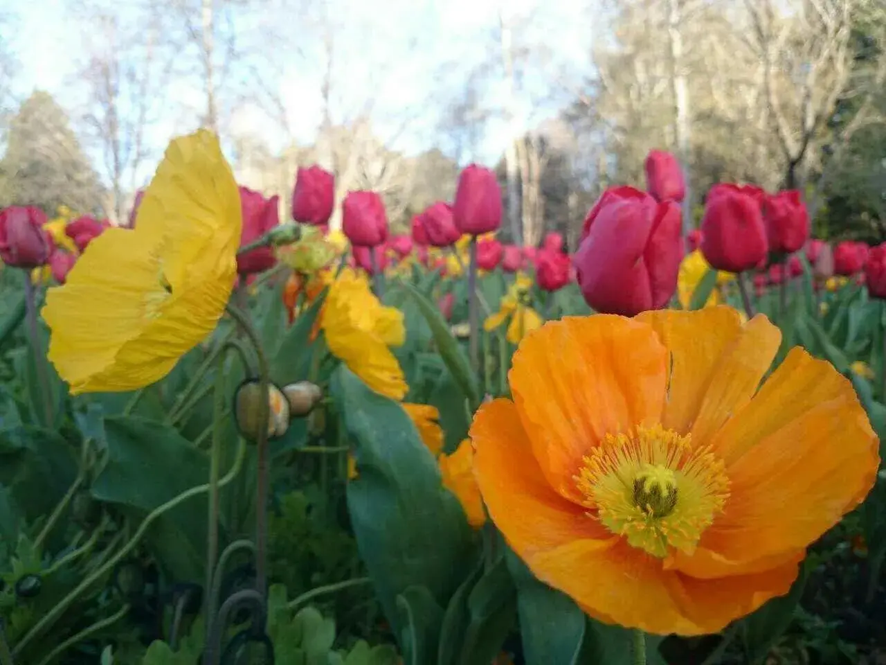 Spring in Queens Park Motels