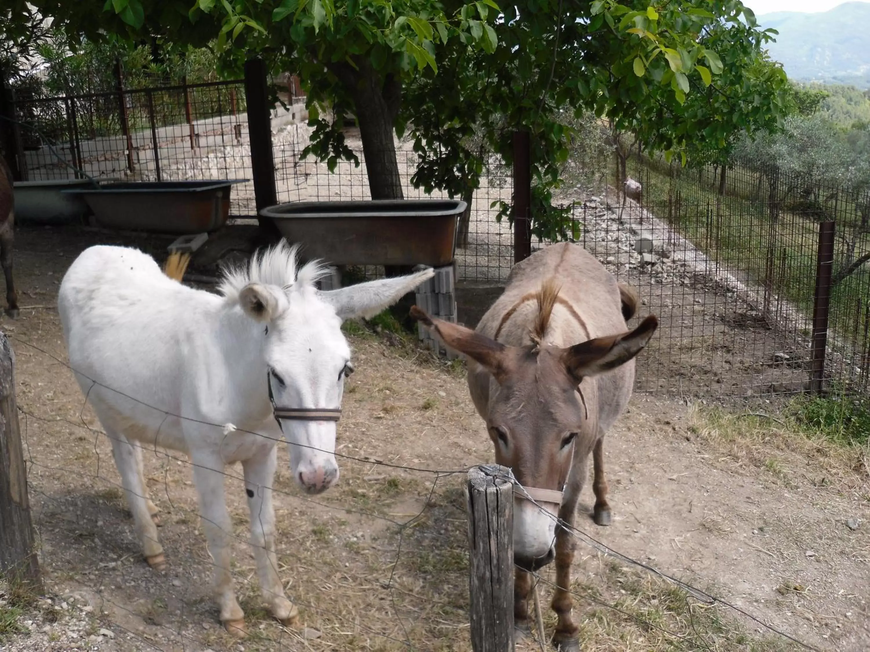 Animals, Other Animals in Montanari Agrivillage