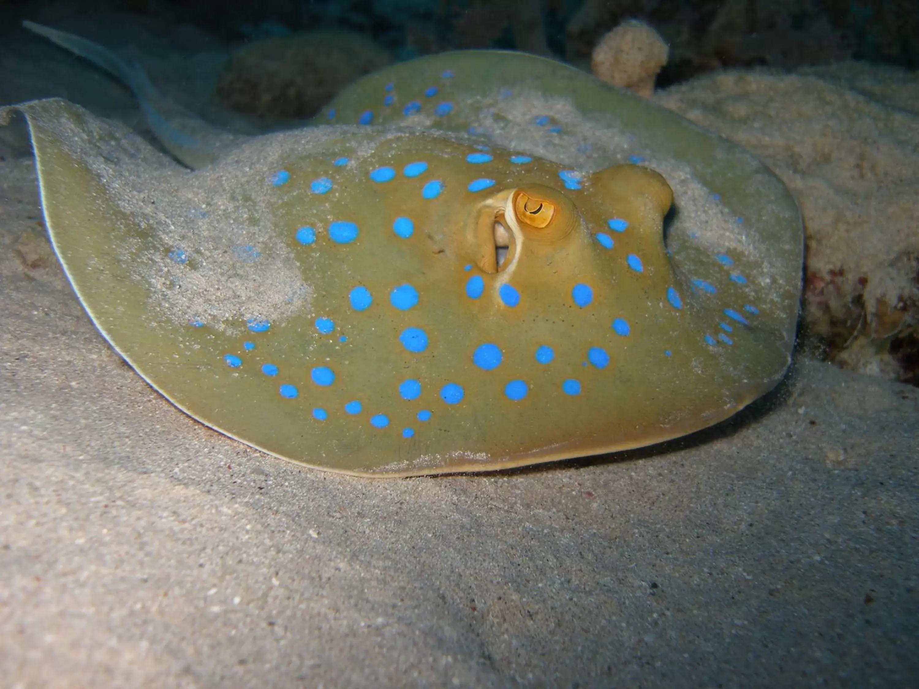 Snorkeling, Other Animals in Coral Sun Beach