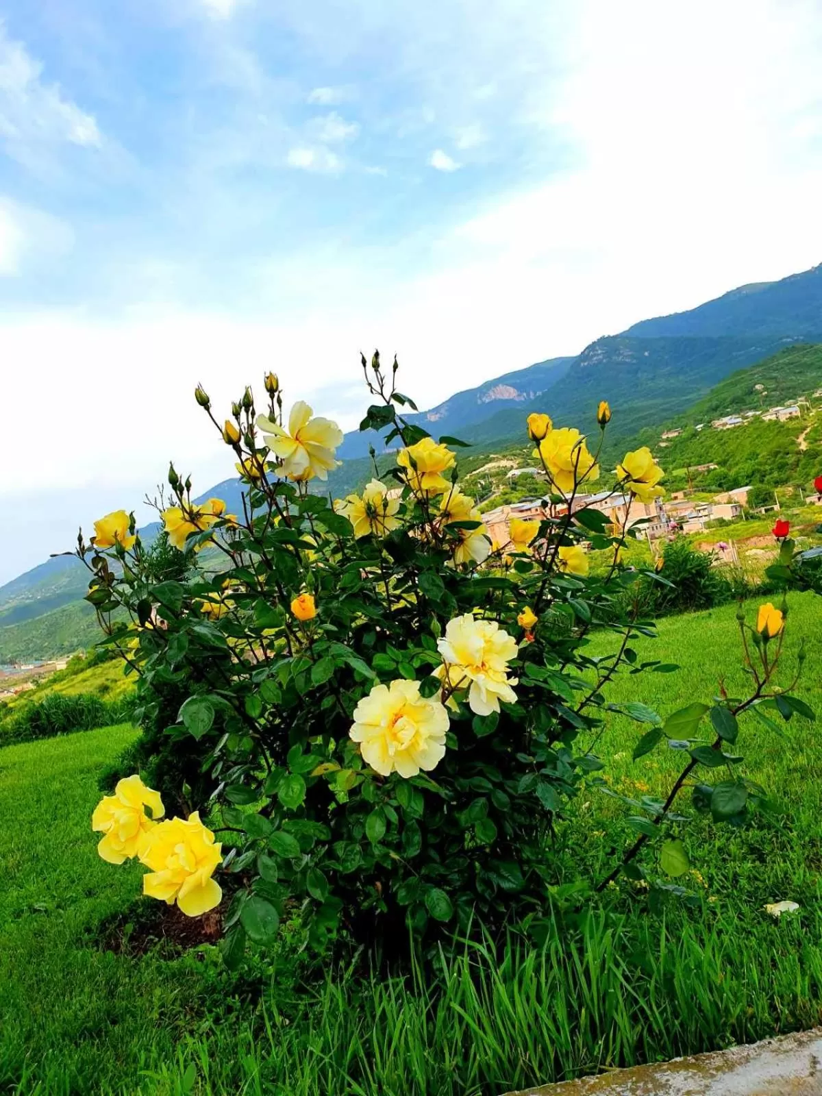 Spring in Guest House Ijevan's Garden
