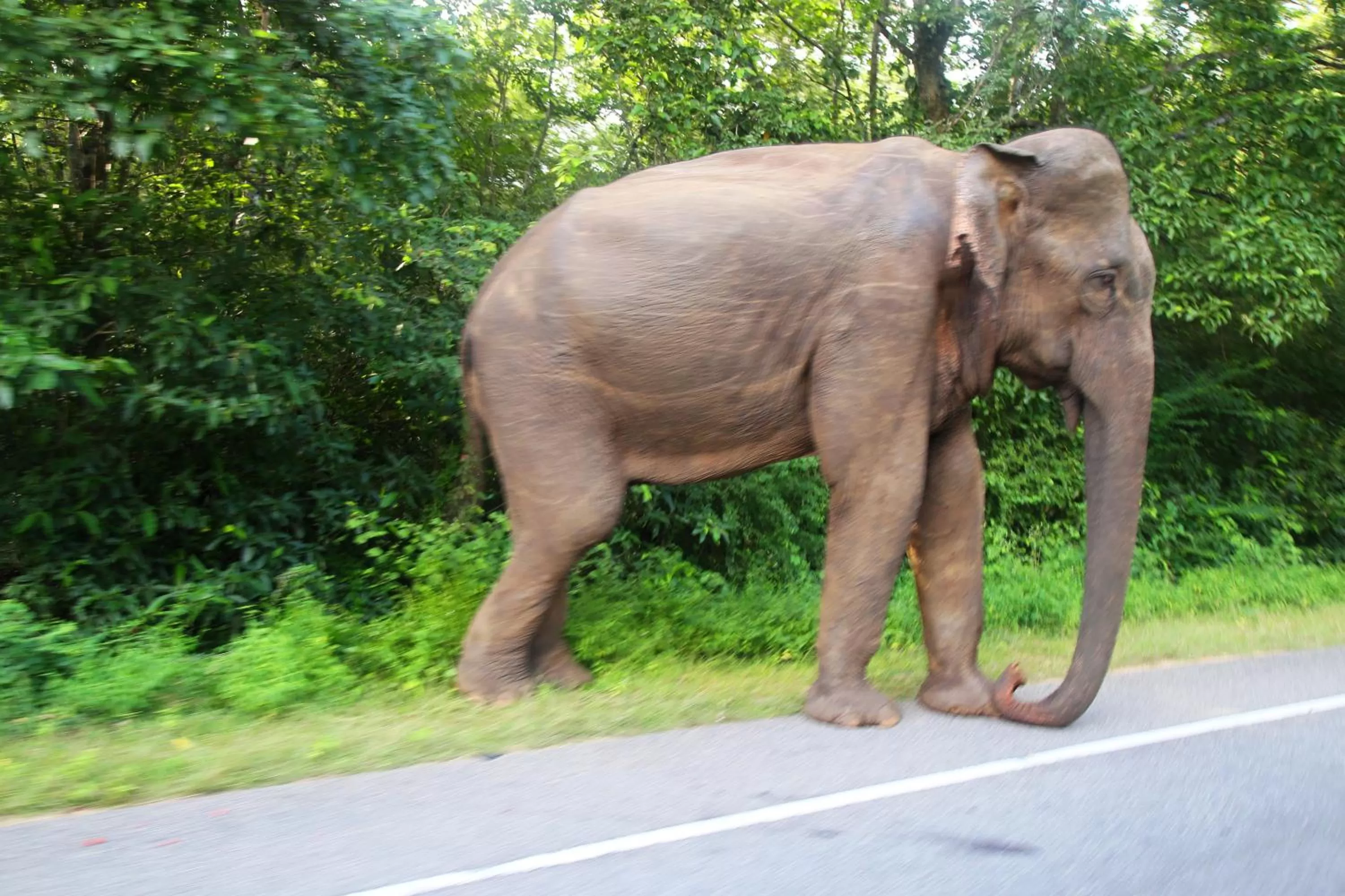 Animals in Honey Tree Polonnaruwa