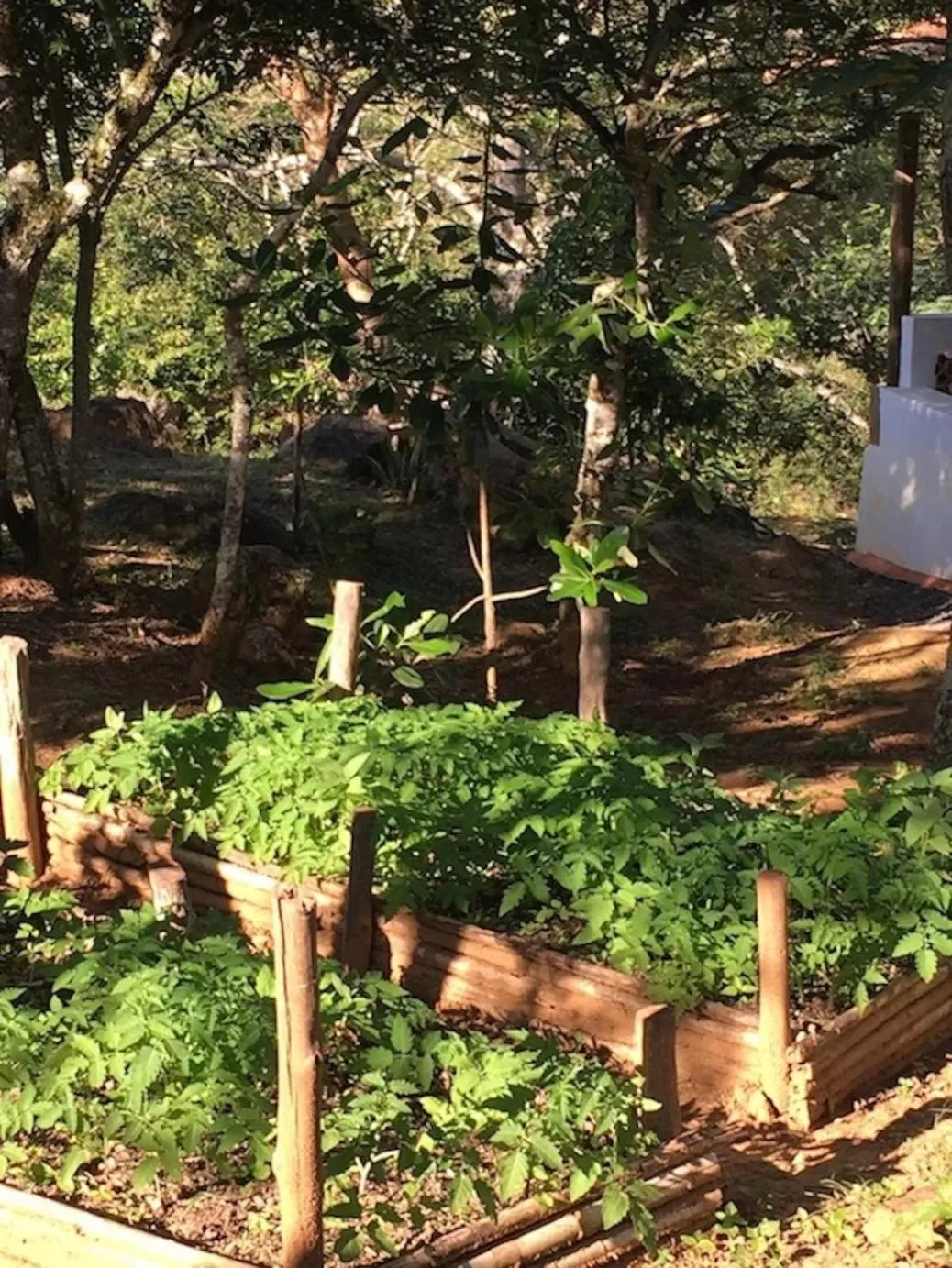 Garden in Finca San Pedro