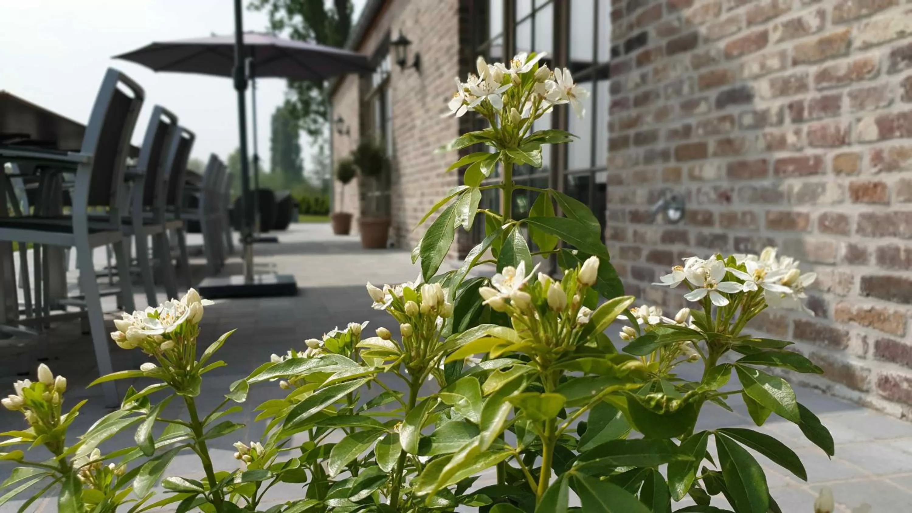 Balcony/Terrace in B&B 't Meesterhof