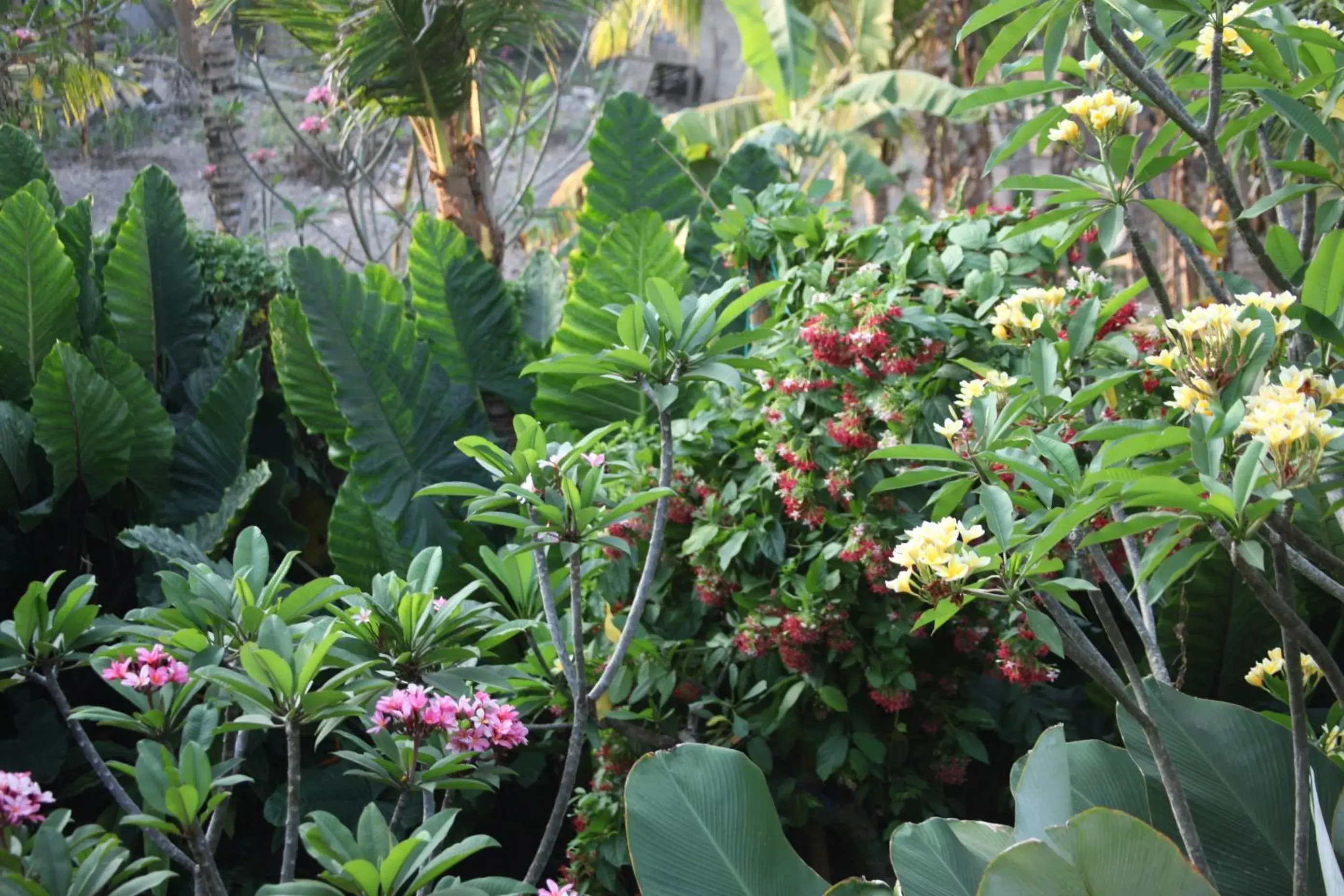 Natural landscape, Garden in Ubud Wana Resort