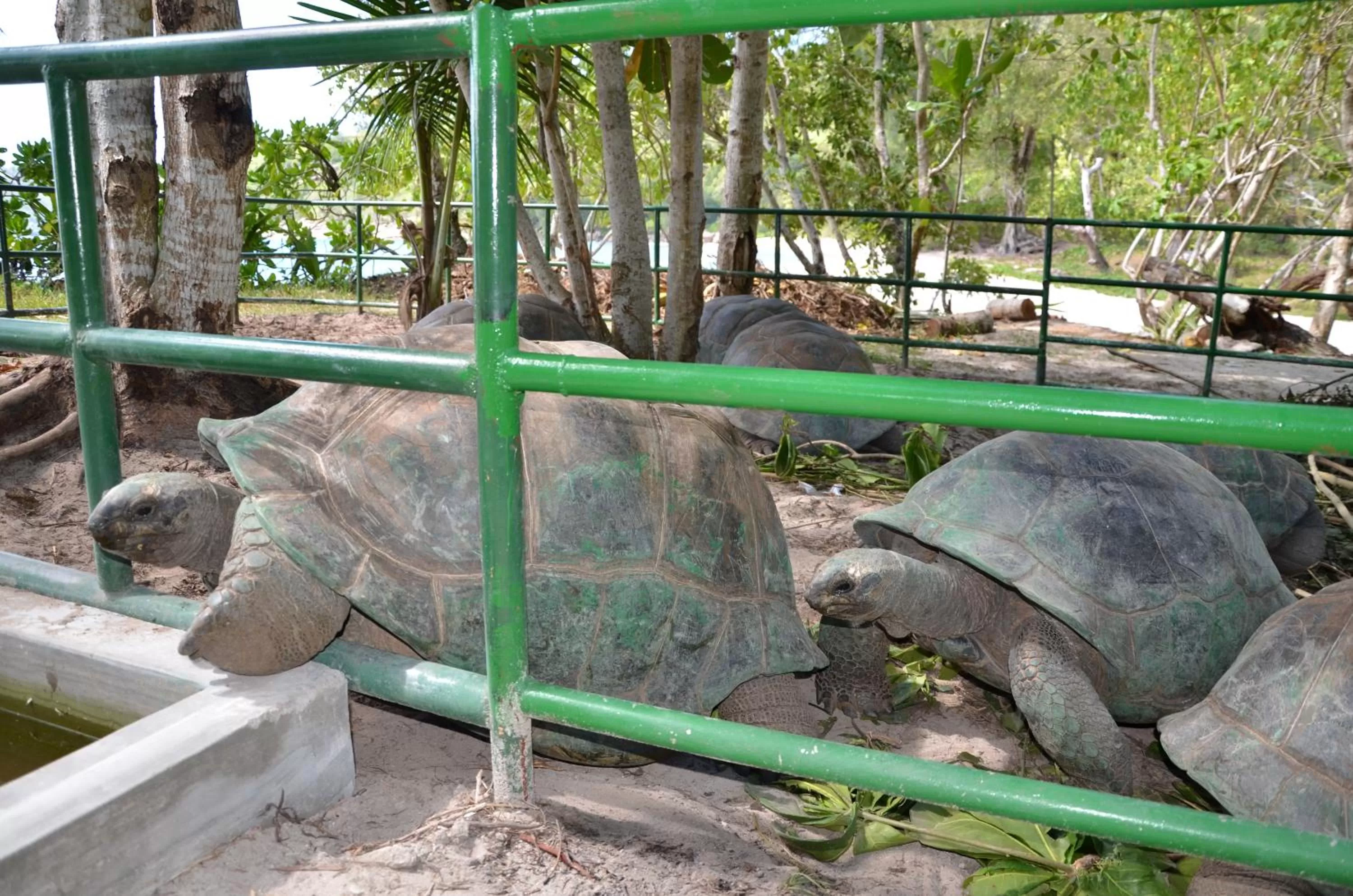 Garden in Villa Chez Batista