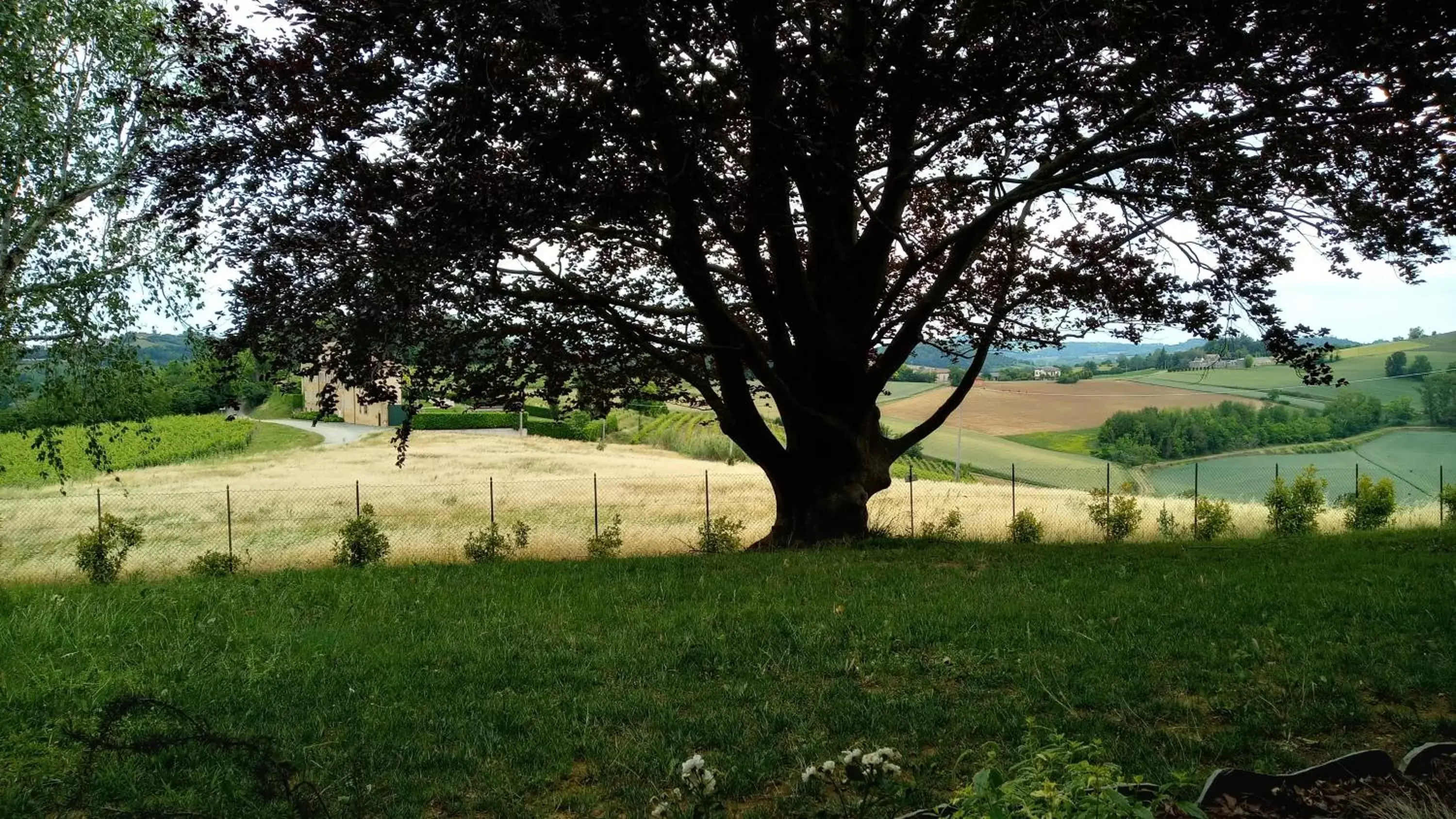 Garden in Villa Pieve