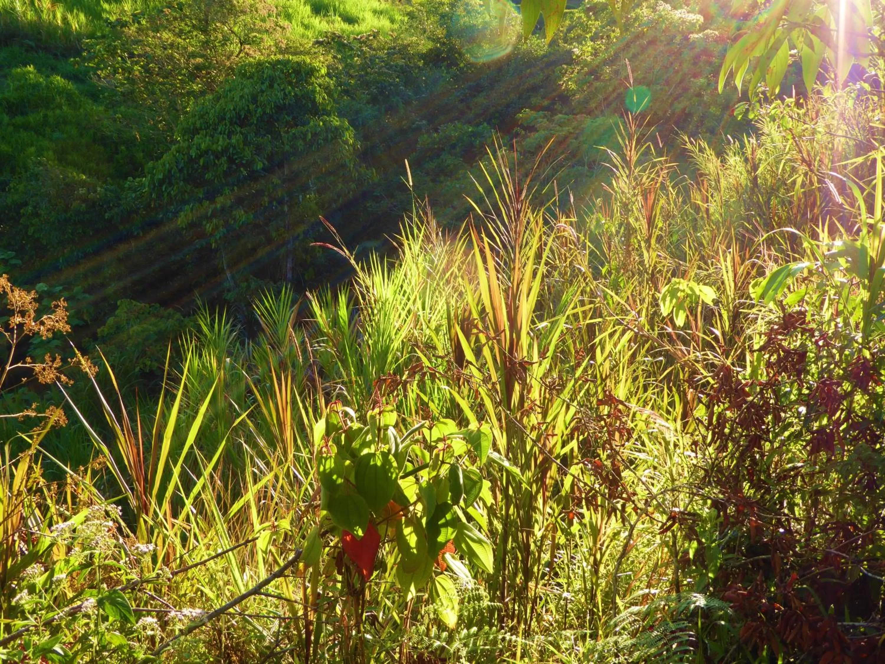 Area and facilities in Finca El Cielo