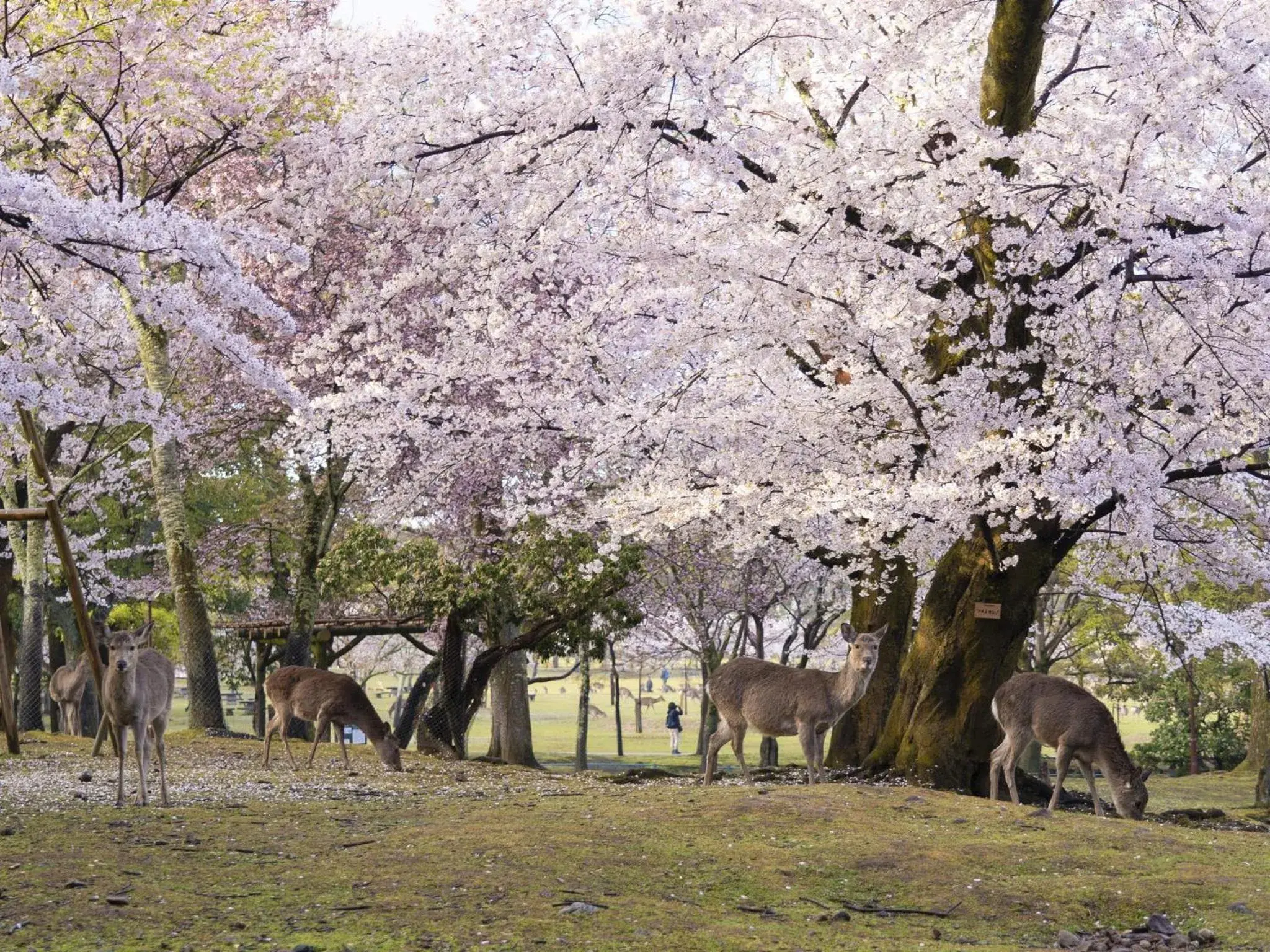 Off site, Other Animals in Hotel Nikko Nara