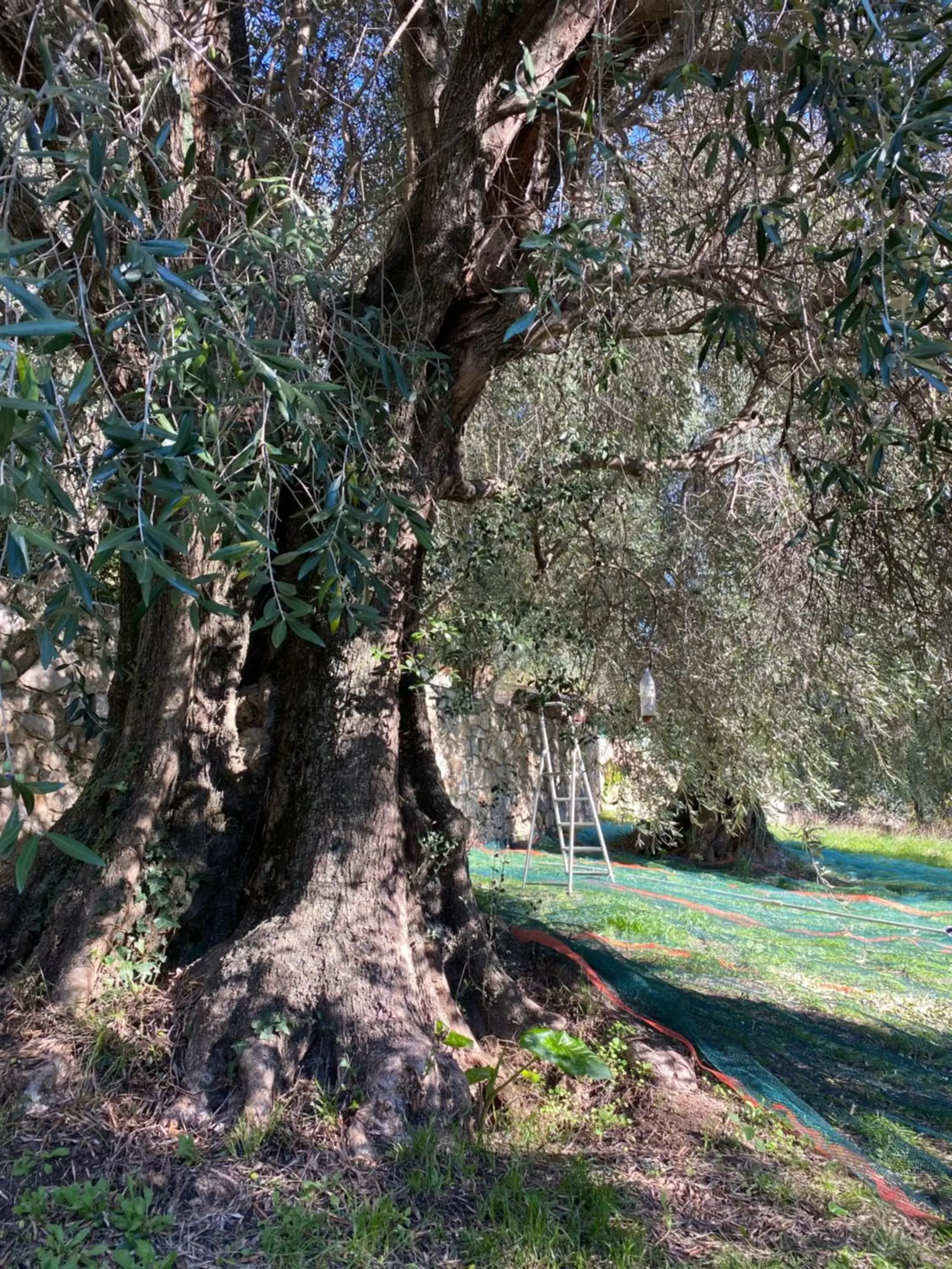 Natural Landscape in Mas Giro