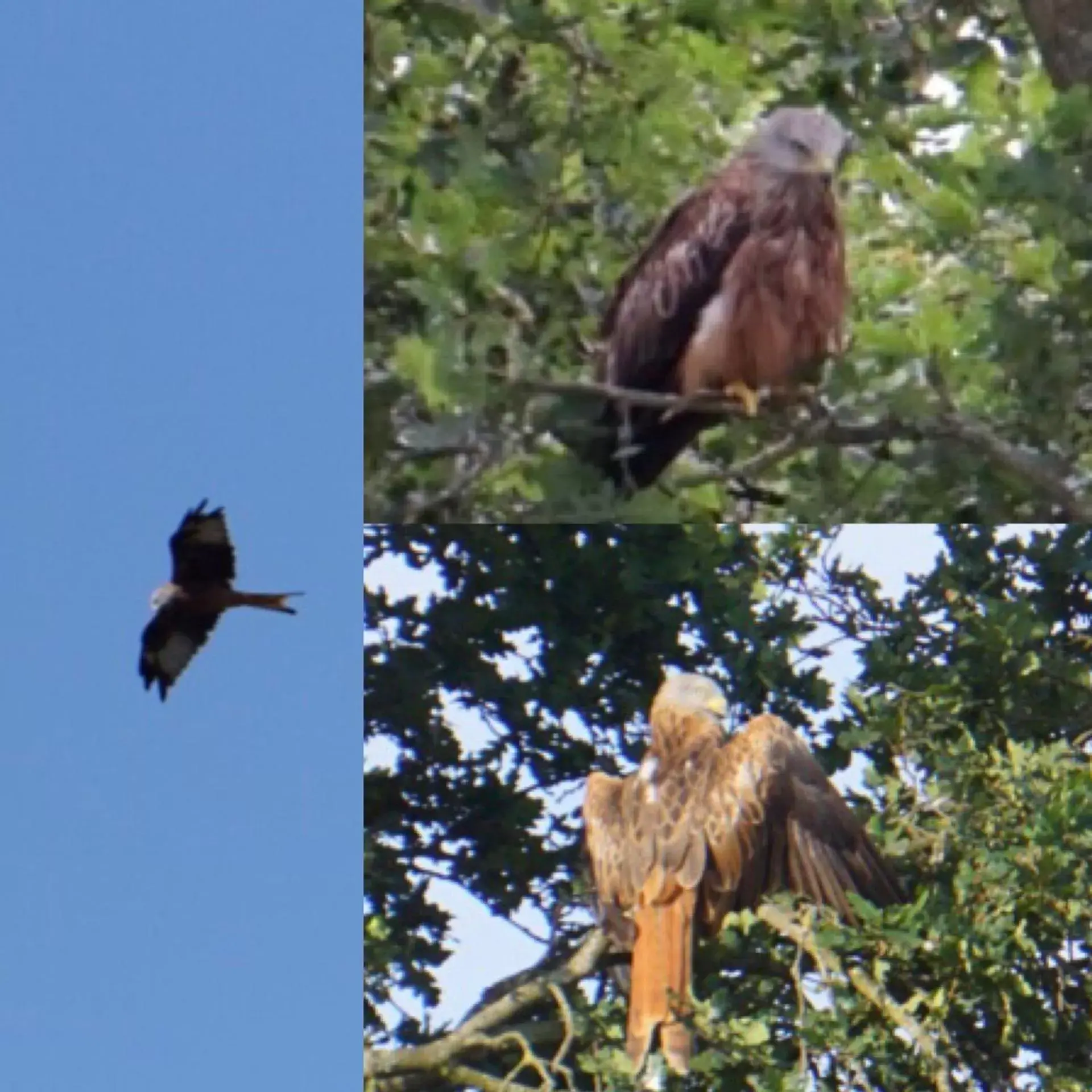 Animals, Other Animals in West View Lodge