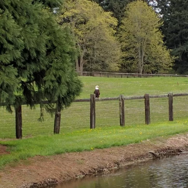 Animals in Wildwood Farm Bed & Breakfast