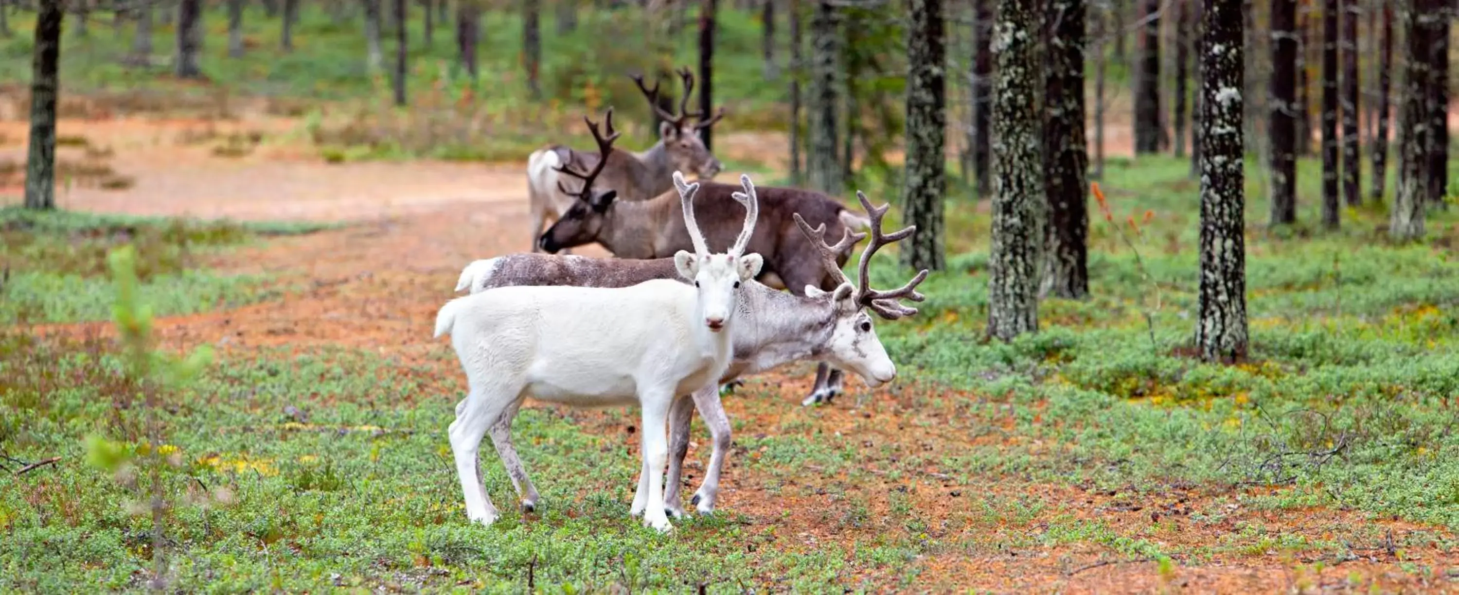 Animals, Other Animals in Holiday Club Kuusamon Tropiikki