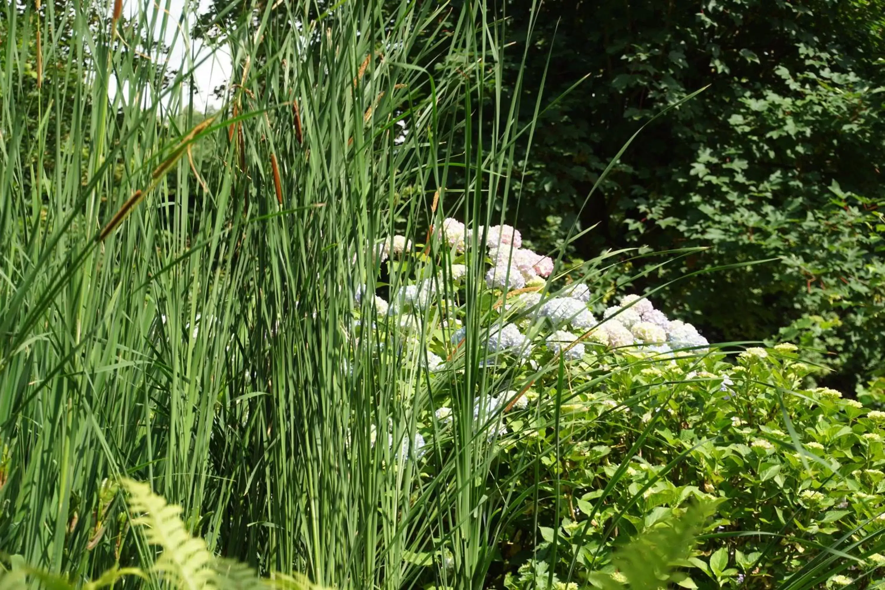 Garden, Natural Landscape in Bed & Breakfast aan de Beek