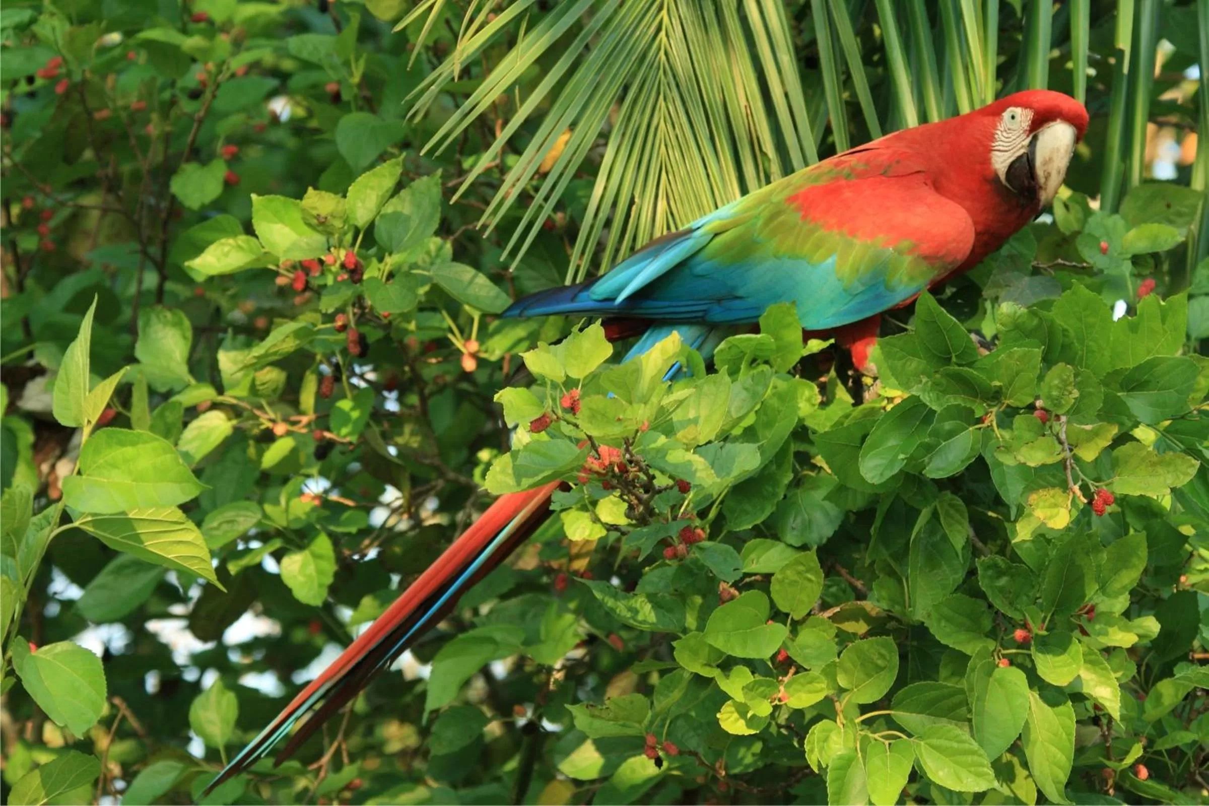 Animals in Hotel Cabanas