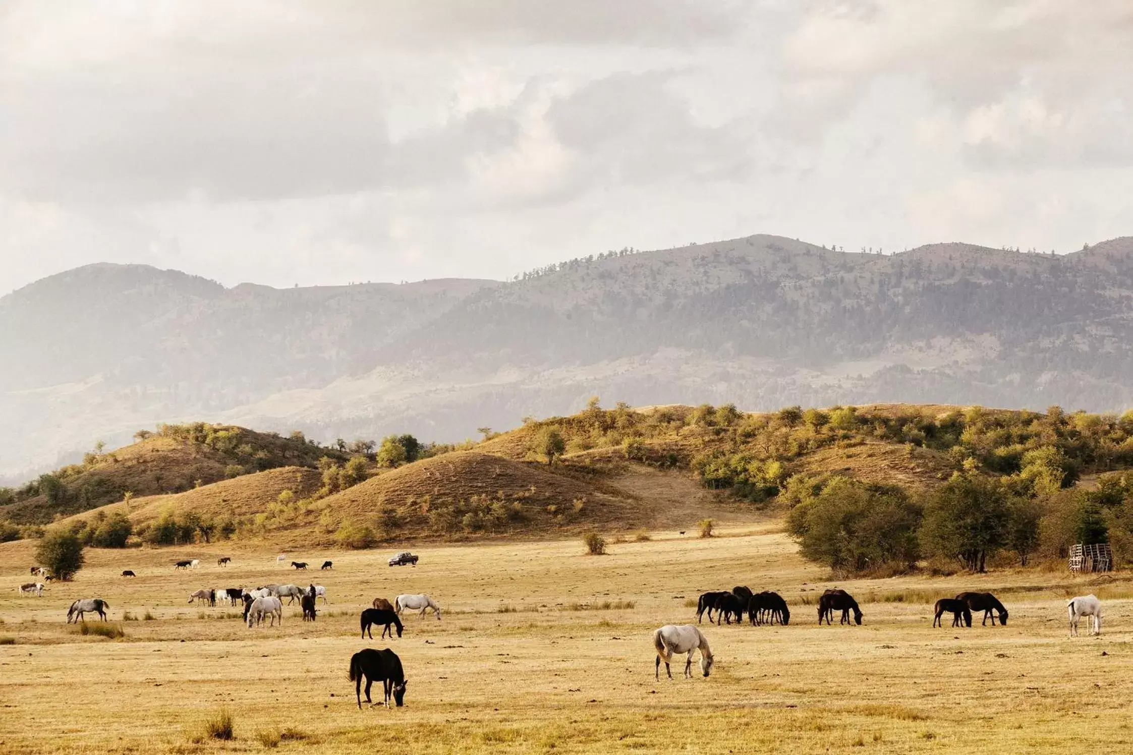 Natural landscape, Other Animals in Grand Forest Metsovo - Small Luxury Hotels of the World