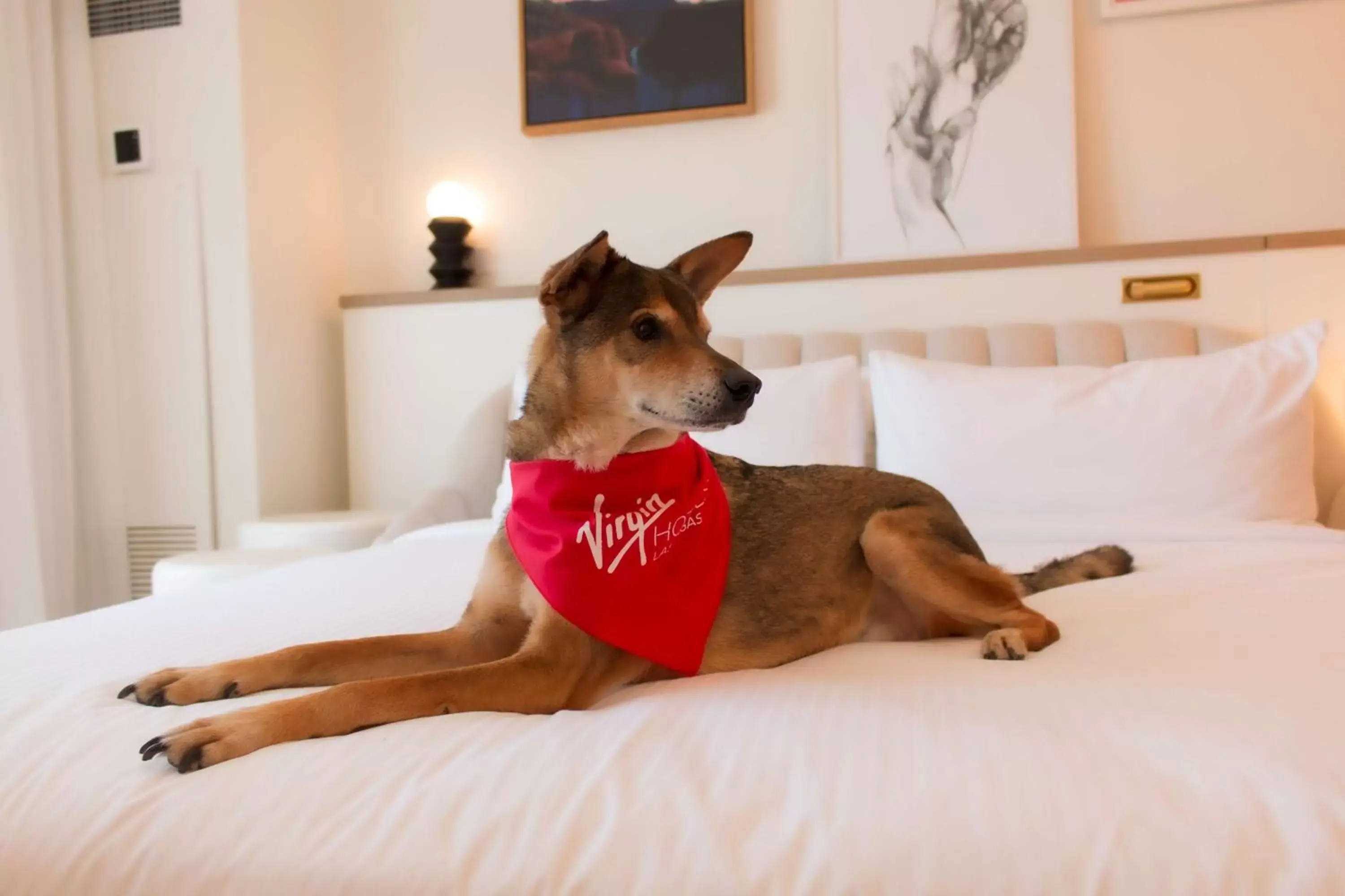 Bed, Pets in Virgin Hotels Las Vegas, Curio Collection by Hilton