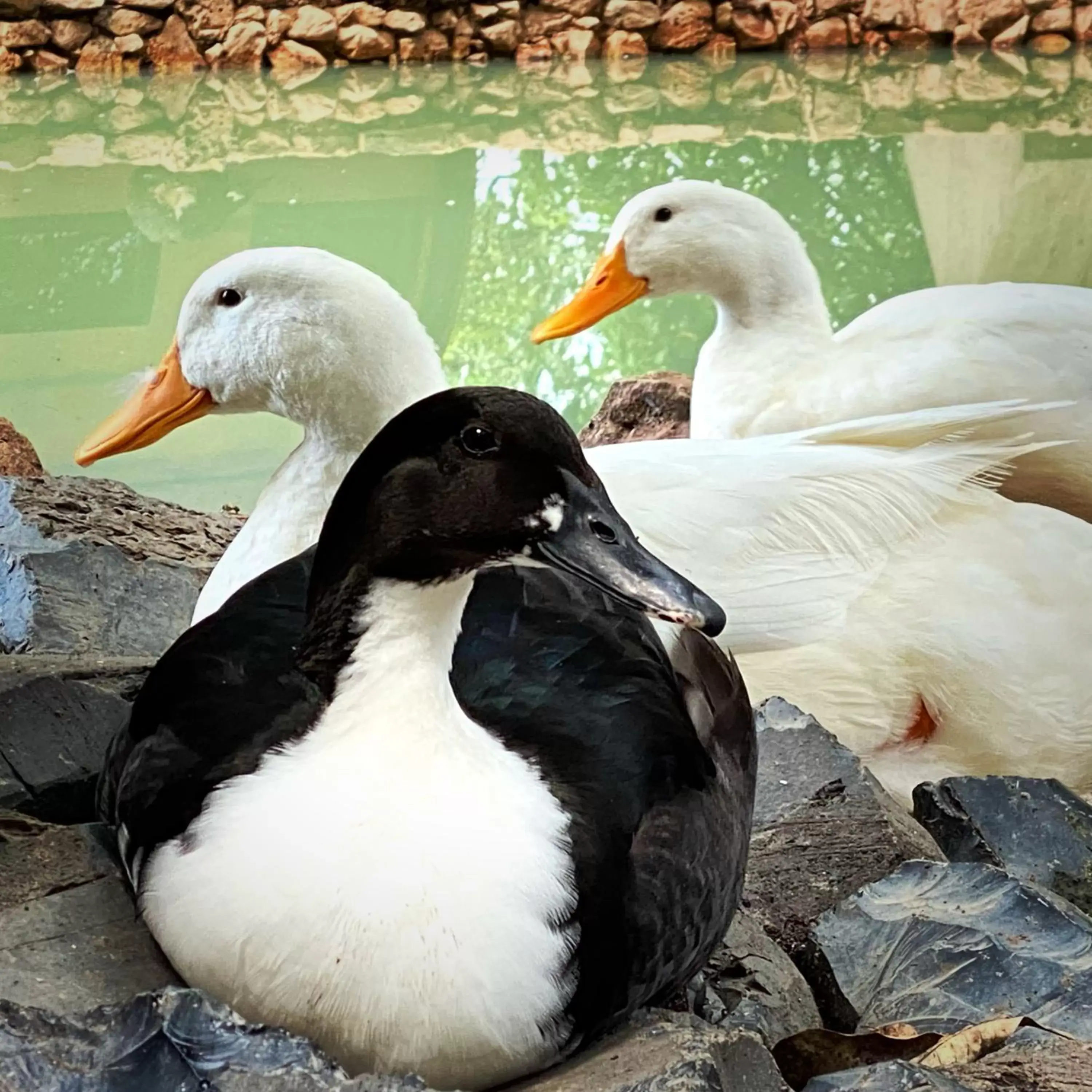 Other Animals in Matices Hotel de Barricas