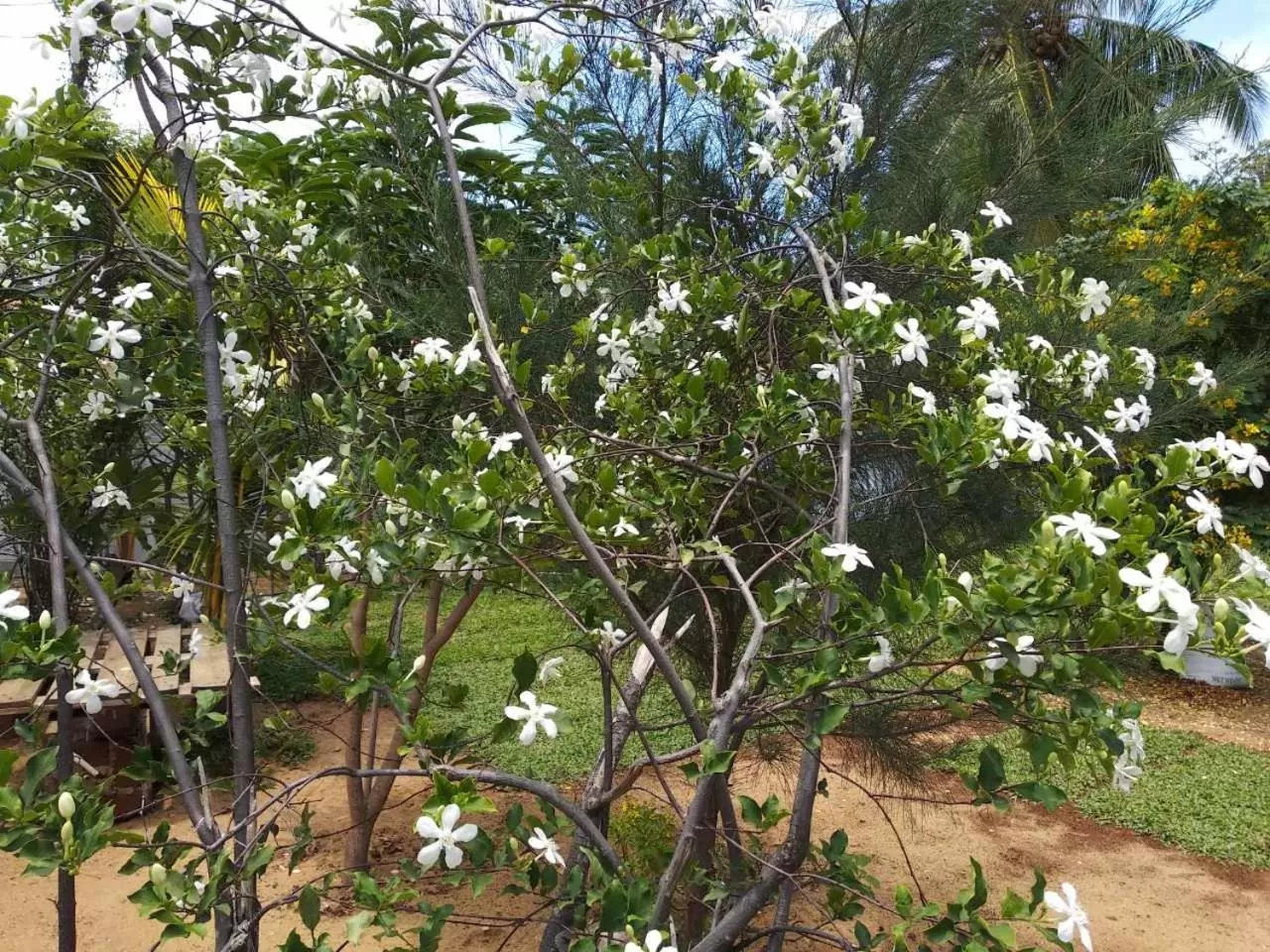 Garden in Ocean Gate Negombo