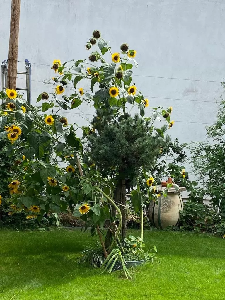 Garden in VILLA MADY