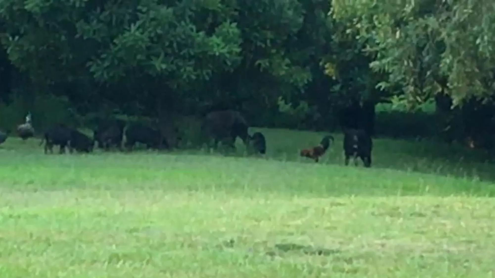 Hawaii Island Resort