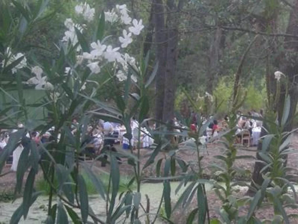 Other in Backyard Garden Oasis