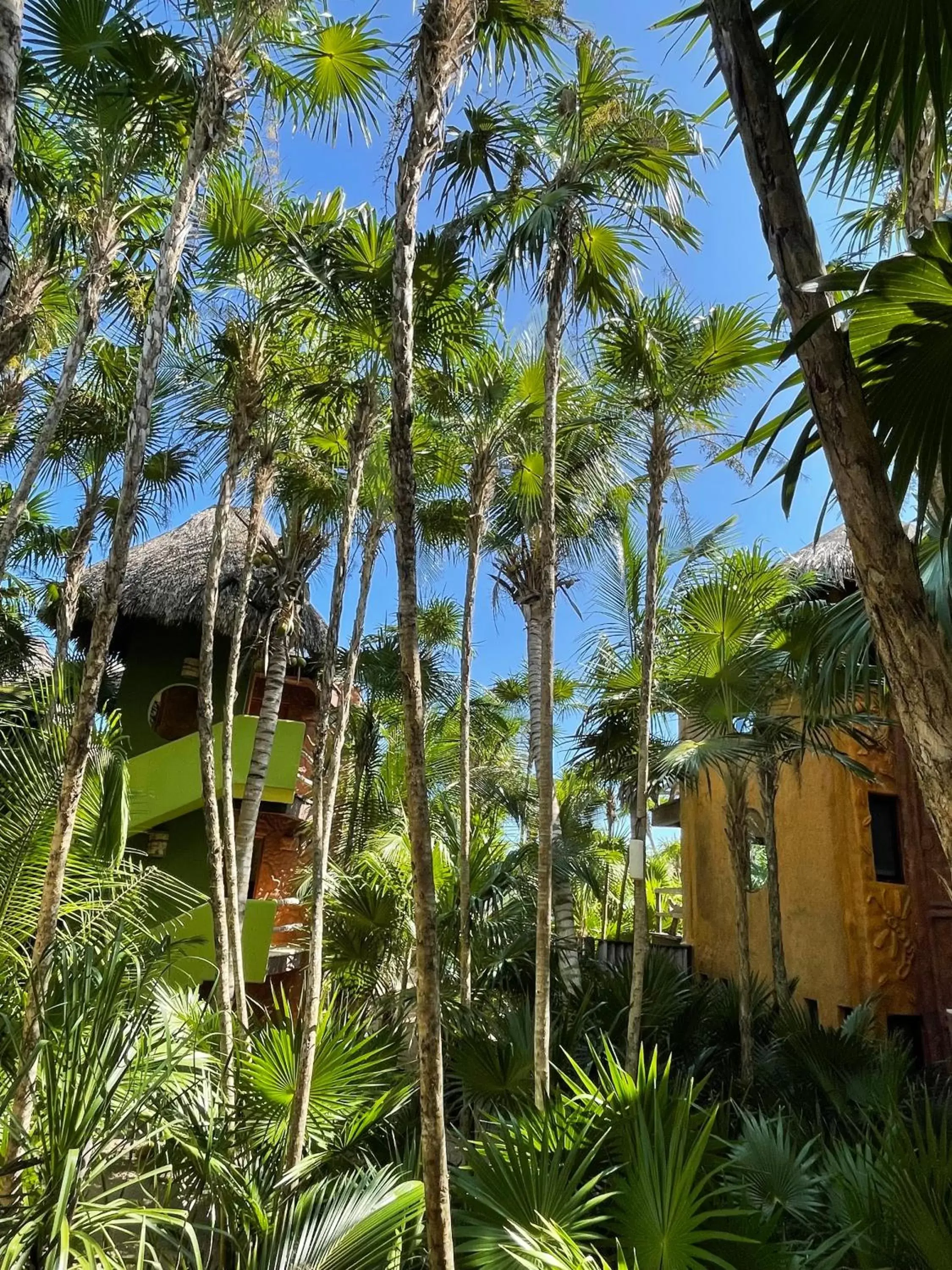 Property building, Garden in Sueños Tulum