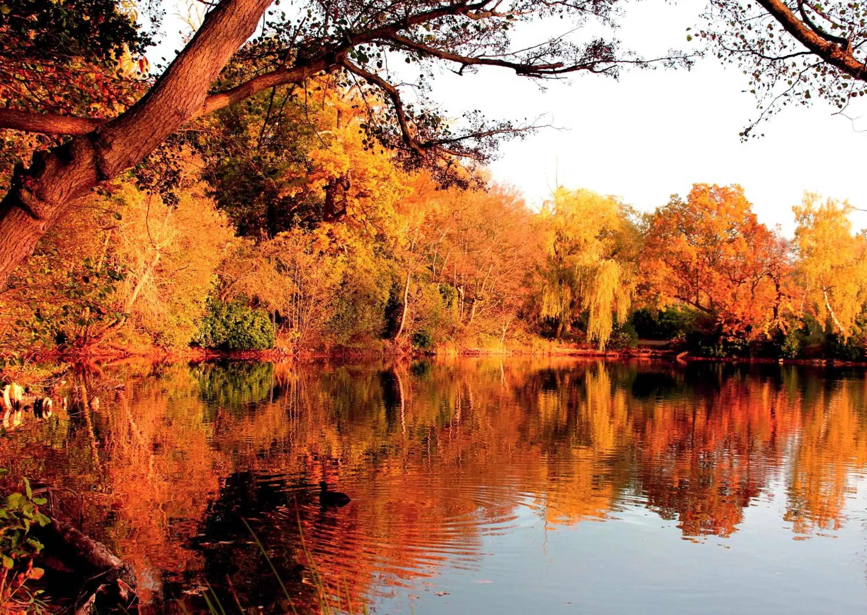 Natural Landscape in Inn On The Lake