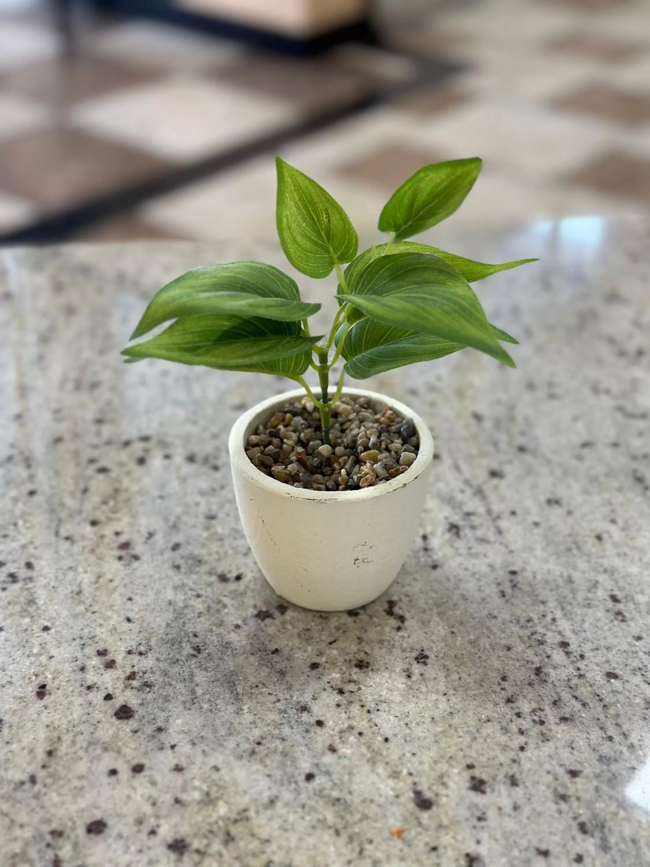 Garden in Econo Lodge Ardmore