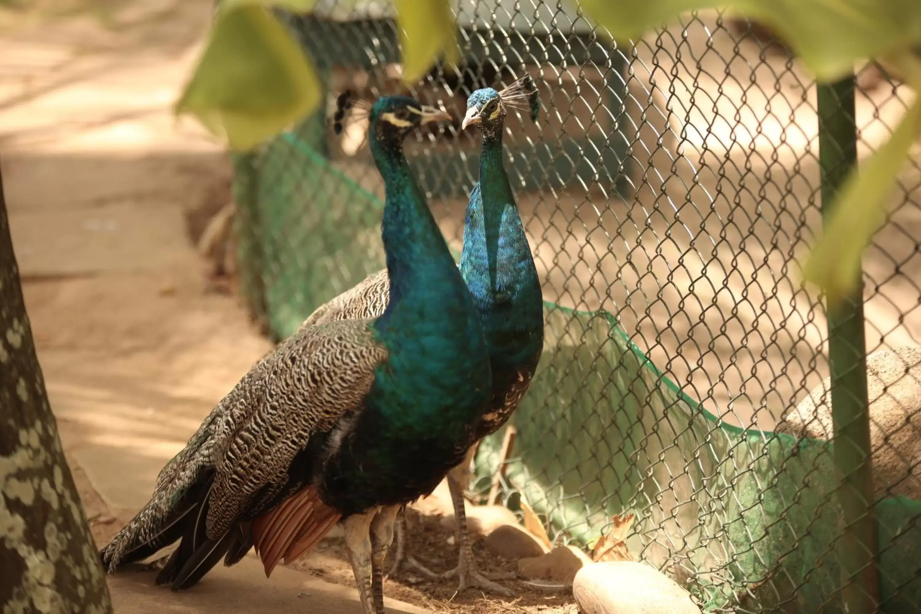 Animals, Other Animals in Catussaba Suítes Resort